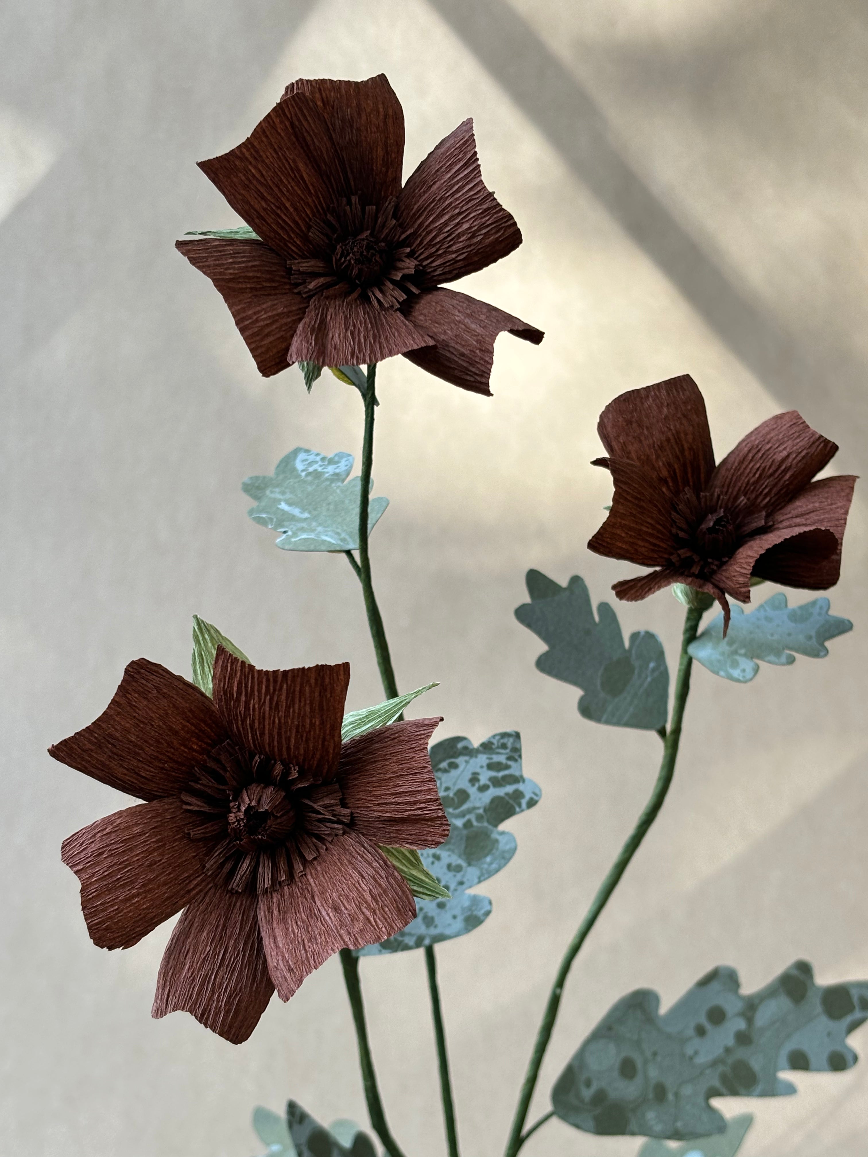 Chocolate Cosmos