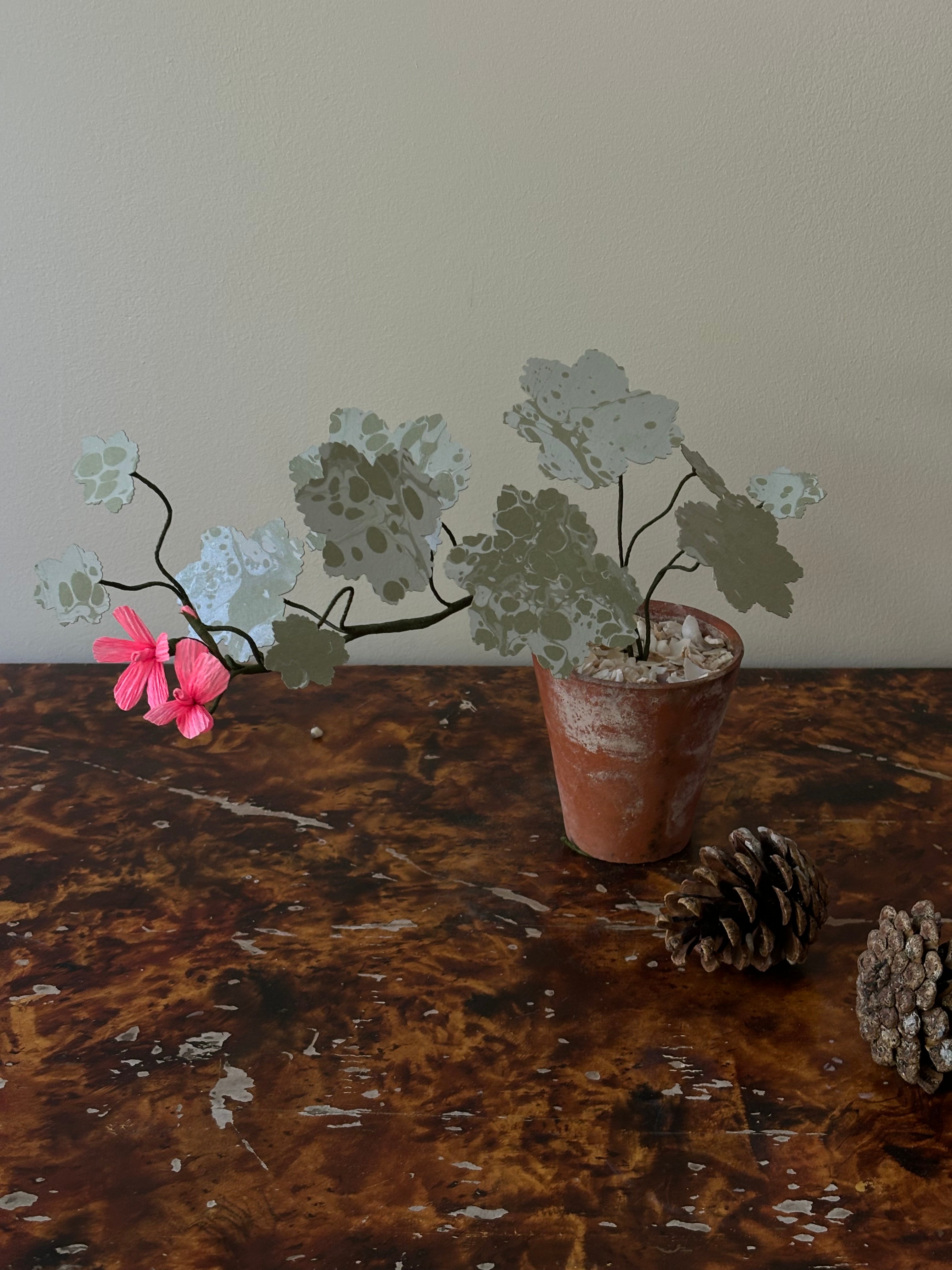 Geranium, trailing