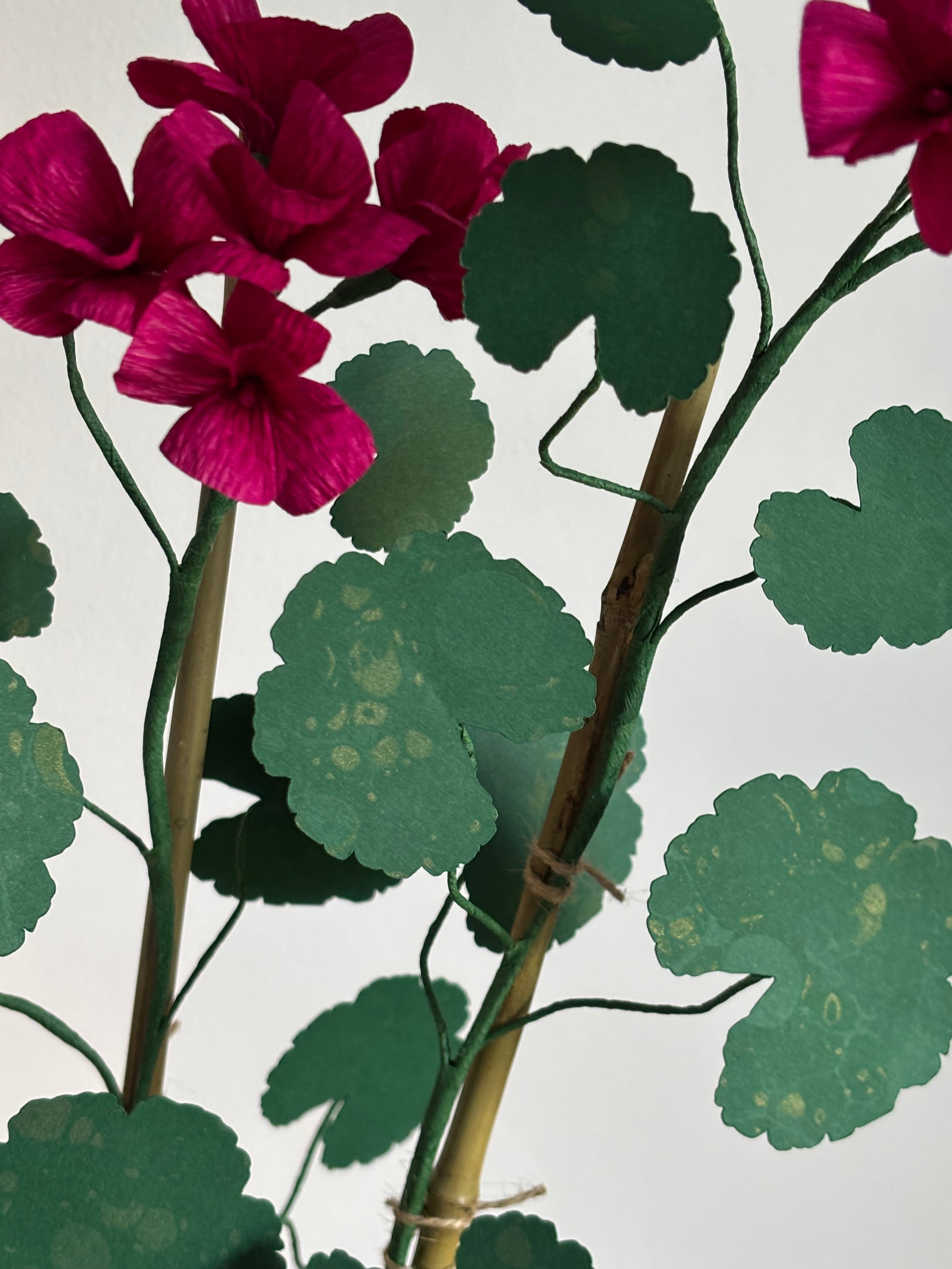 Paper Geranium