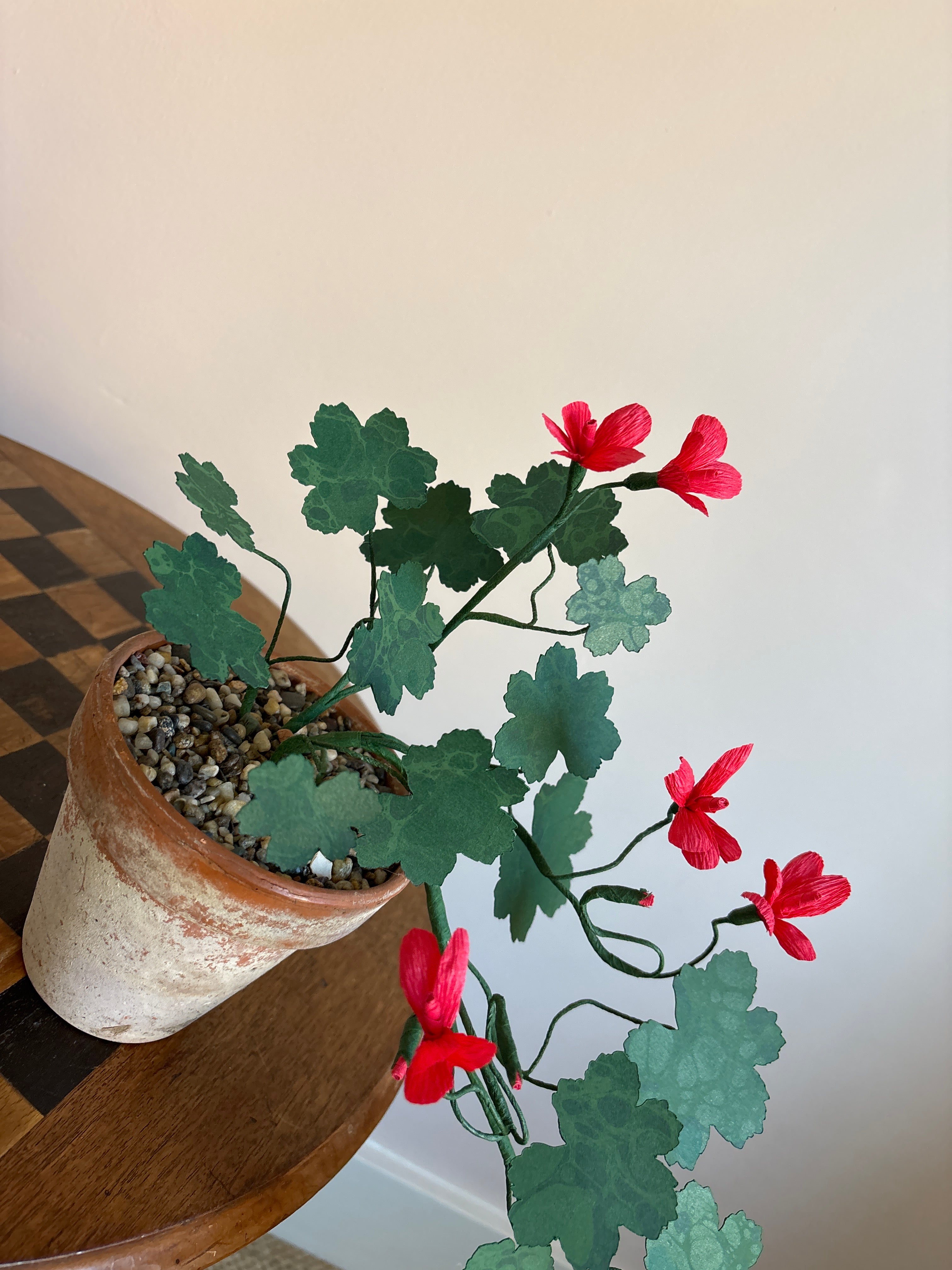 Paper Geranium, trailing