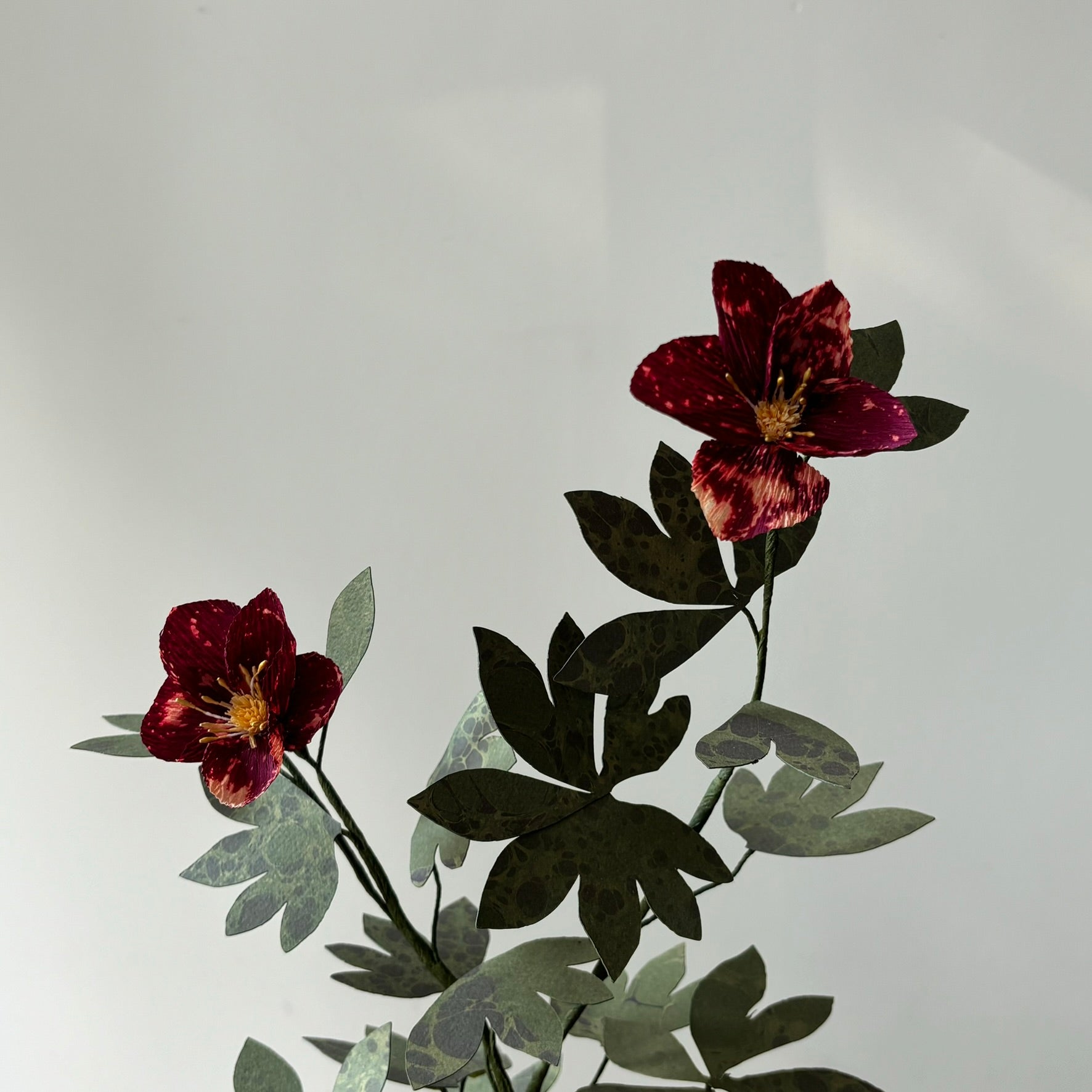 Paper Hellebore