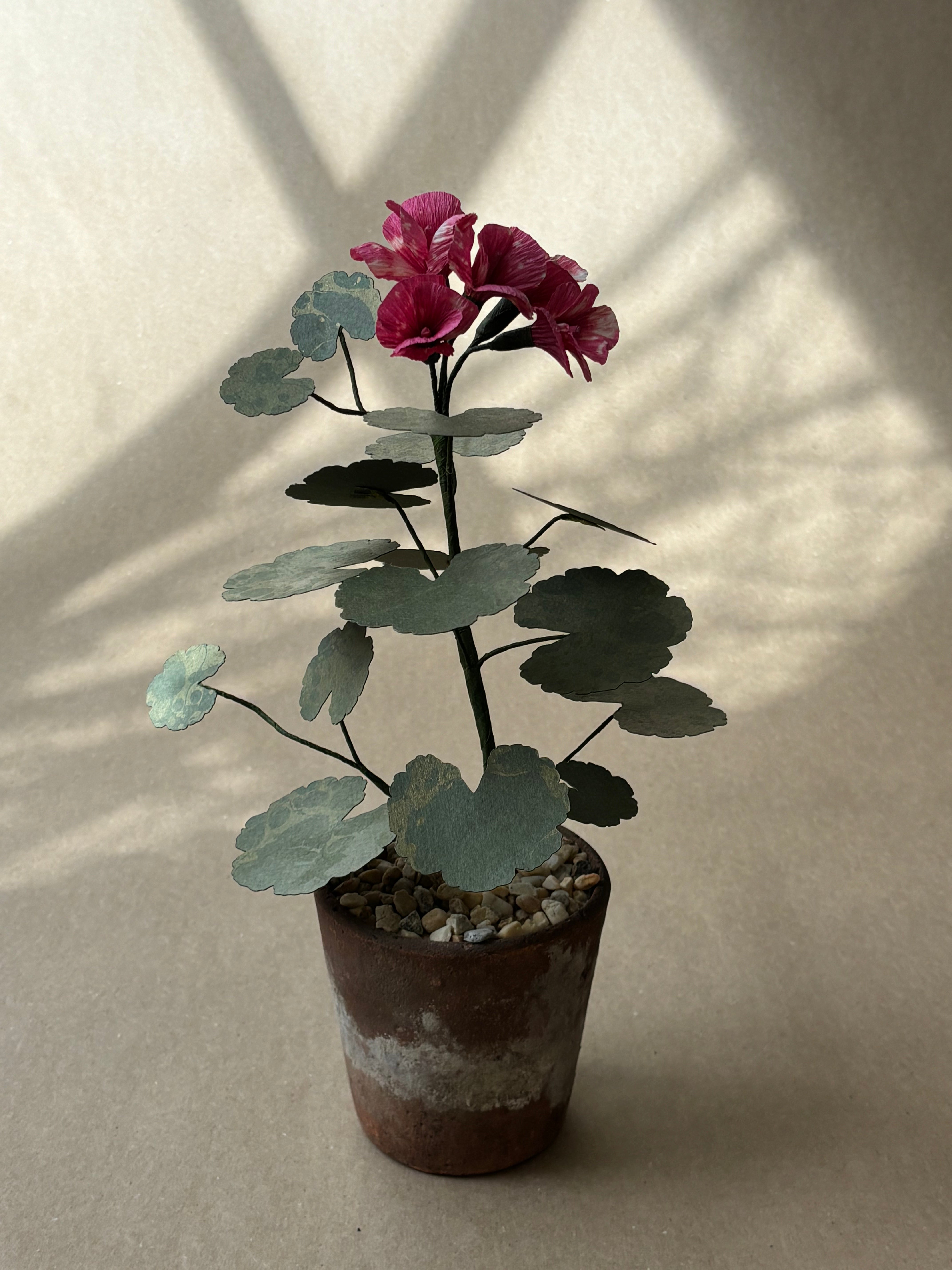 Geranium