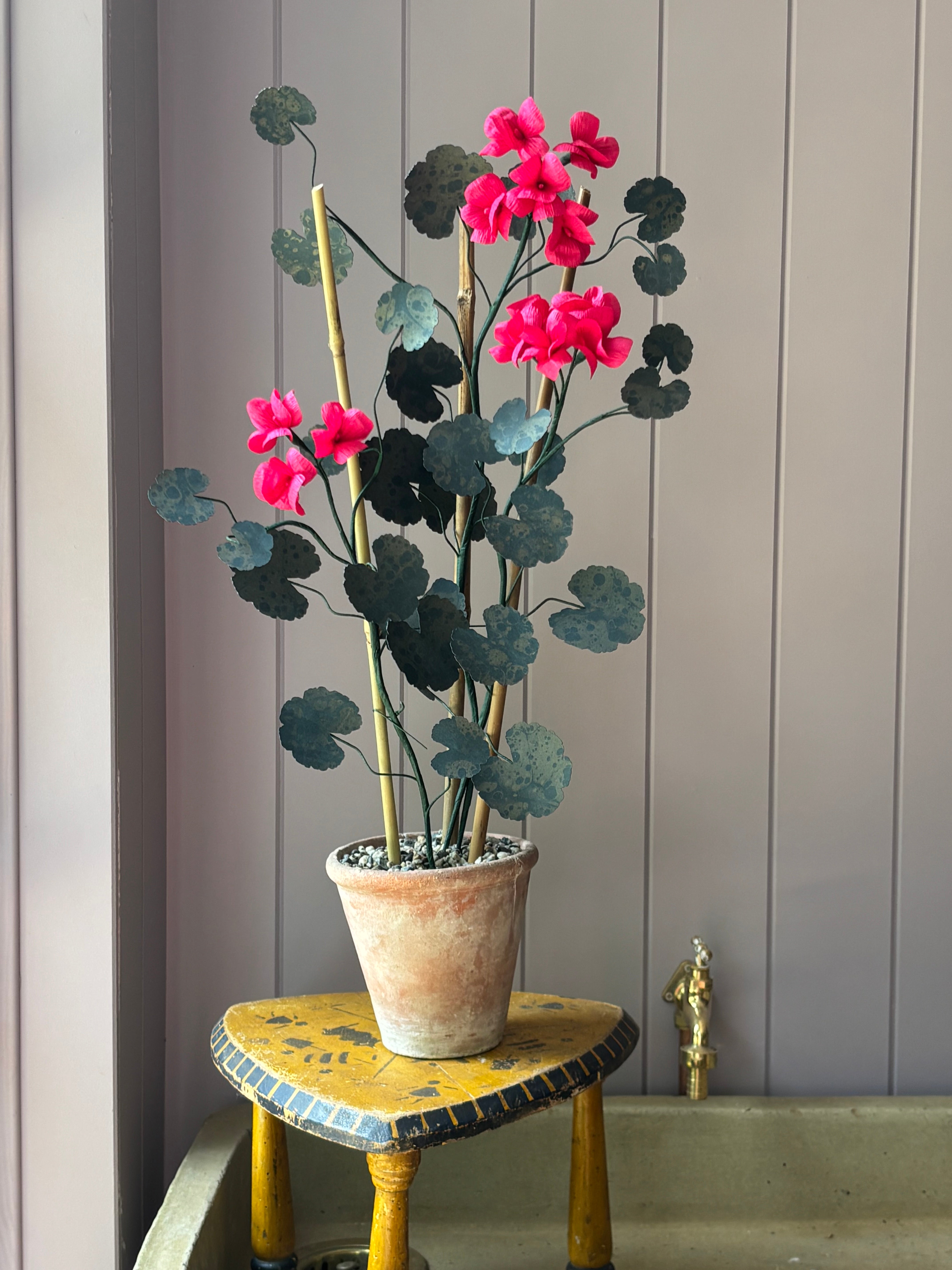 Paper geranium