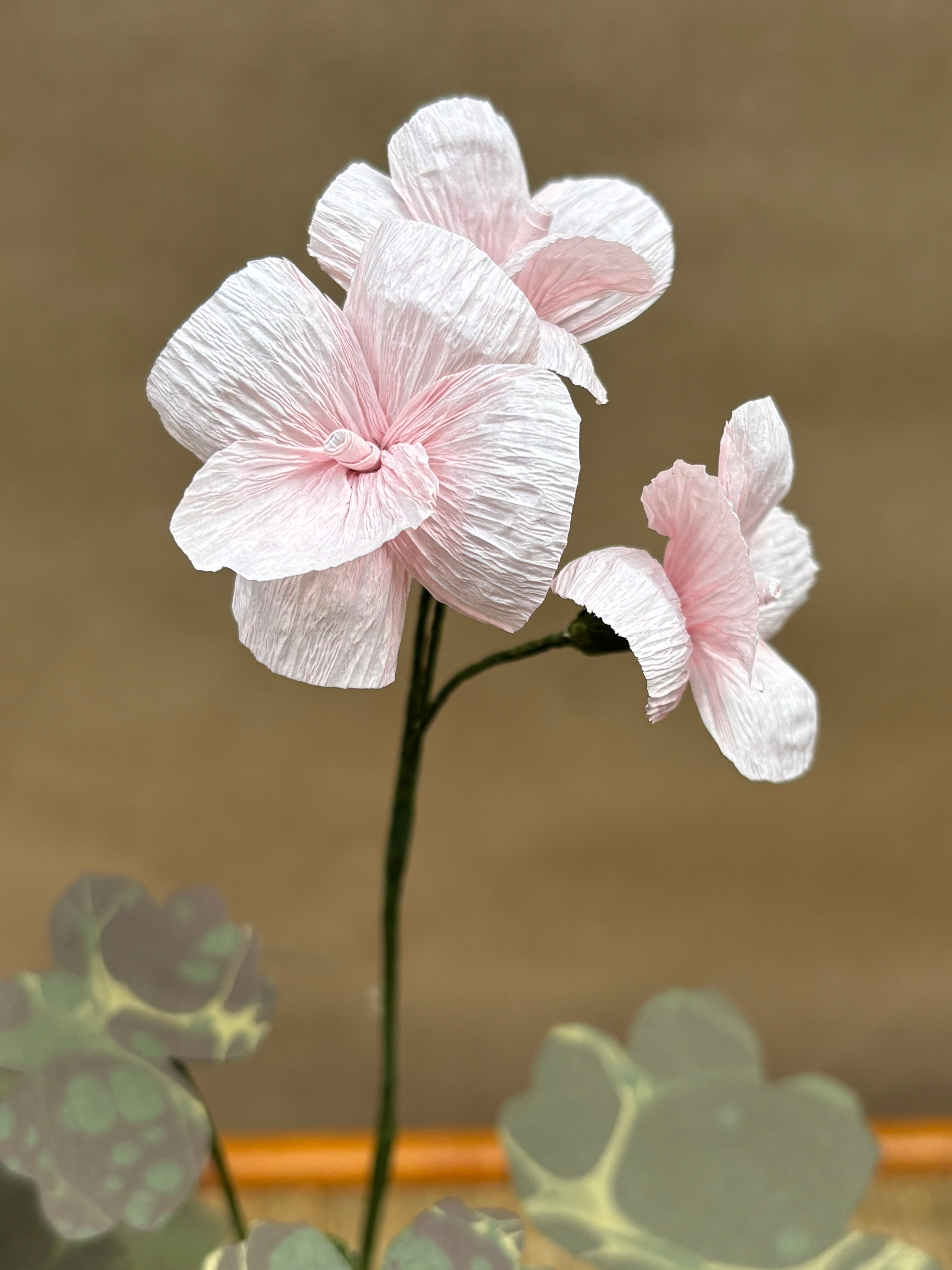 Paper Geranium