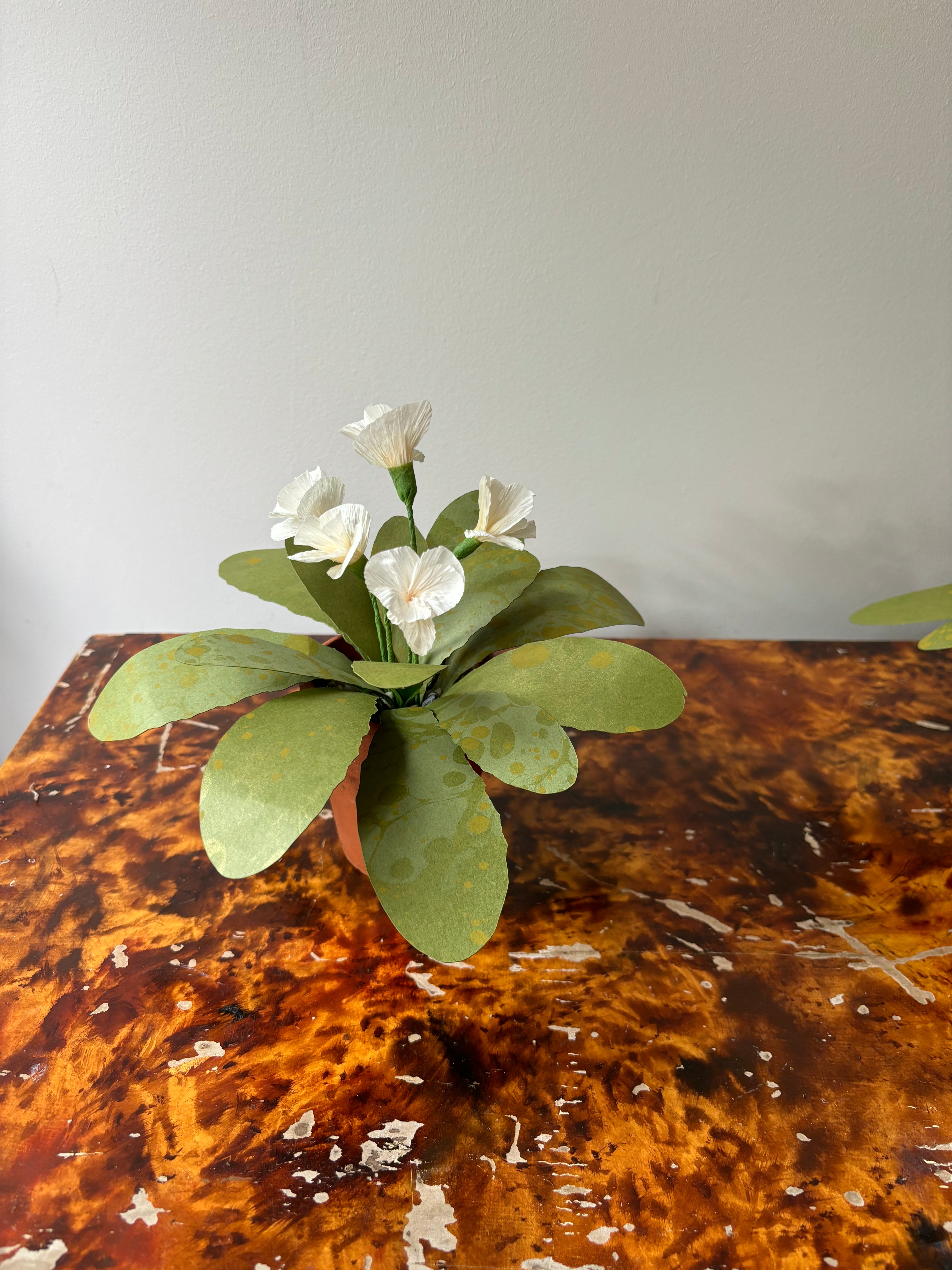 Paper primrose