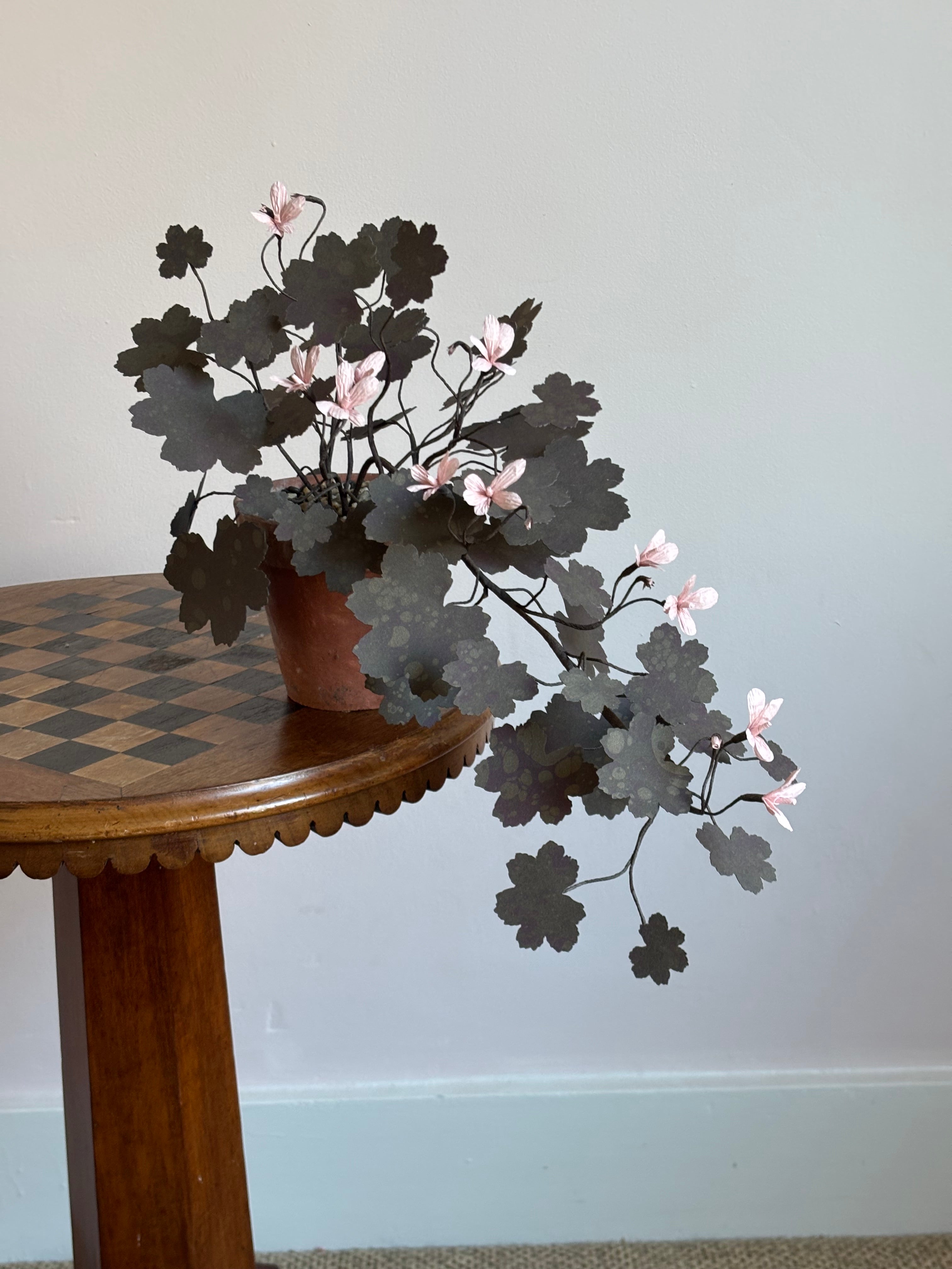 Paper Geranium, trailing