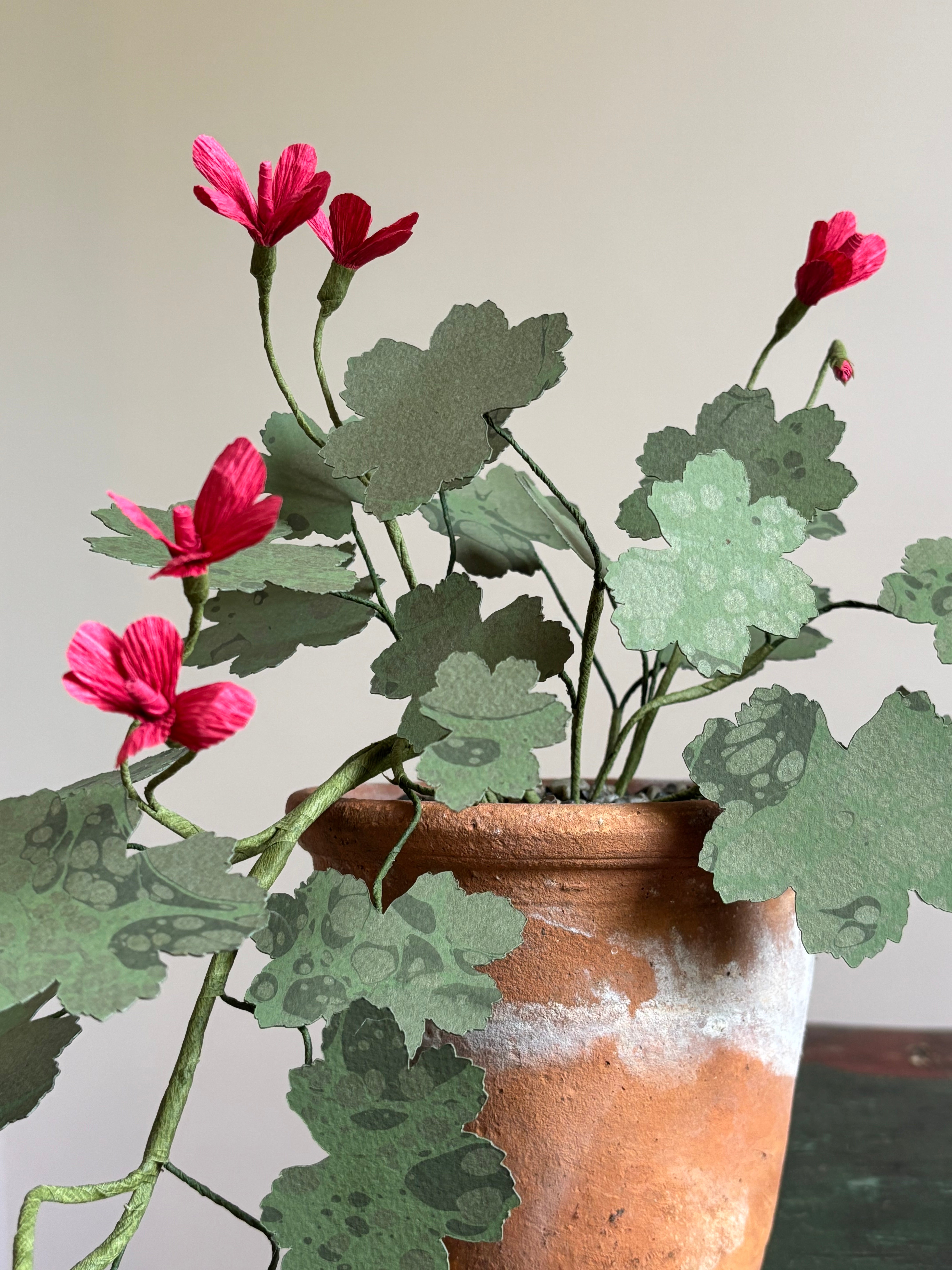 Paper Geranium, trailing
