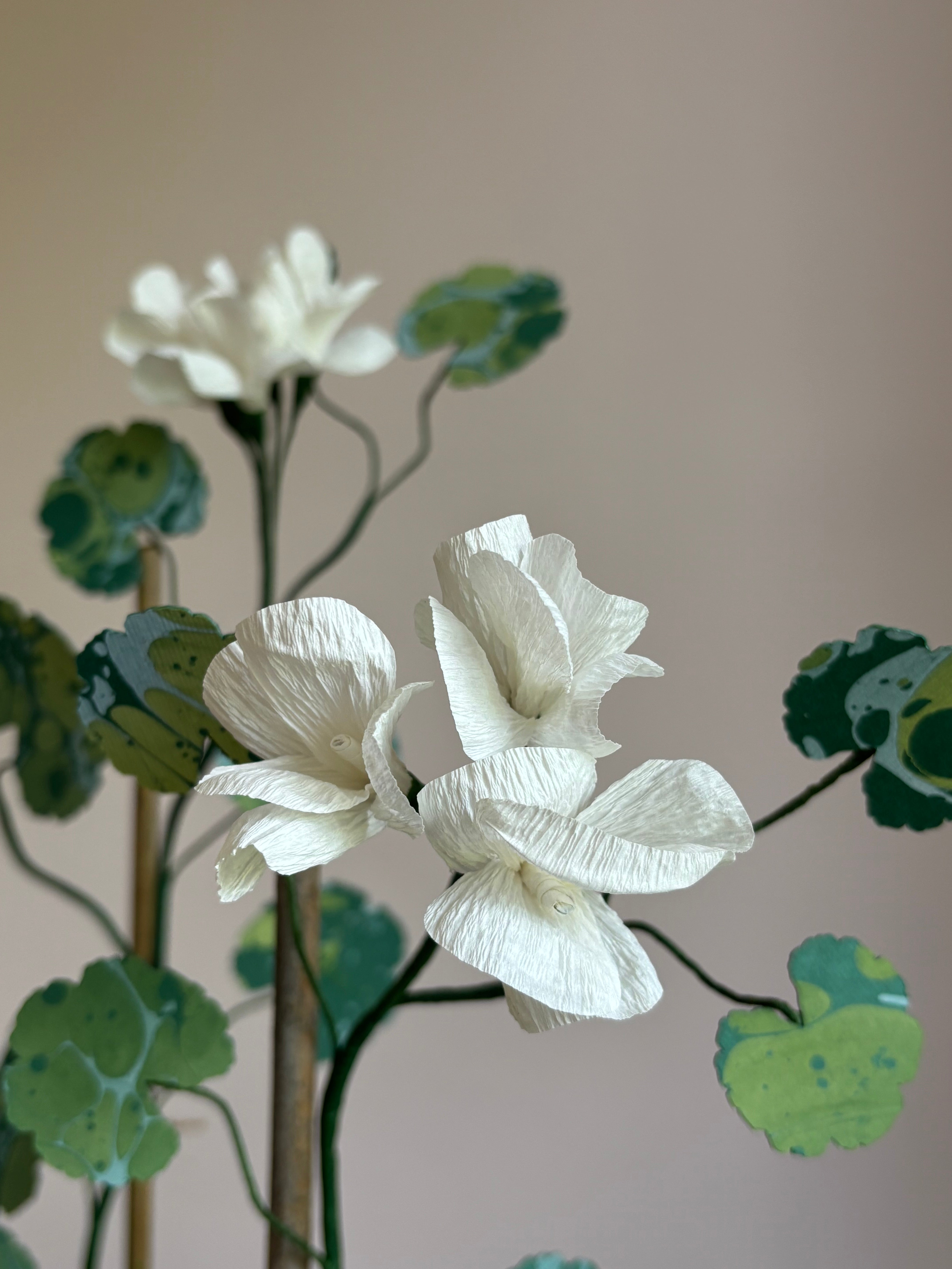 Paper Geranium