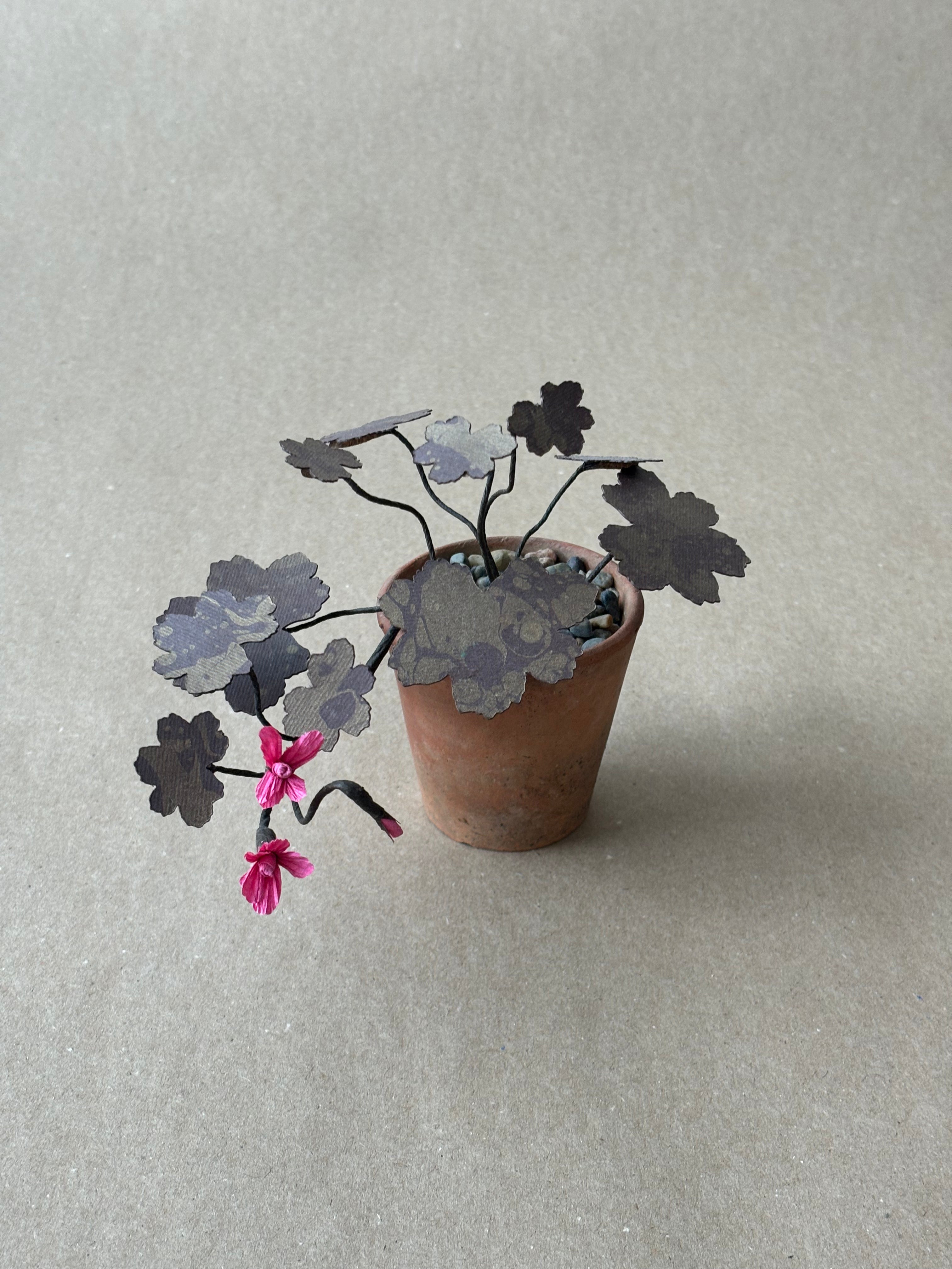 Geranium, trailing tiny