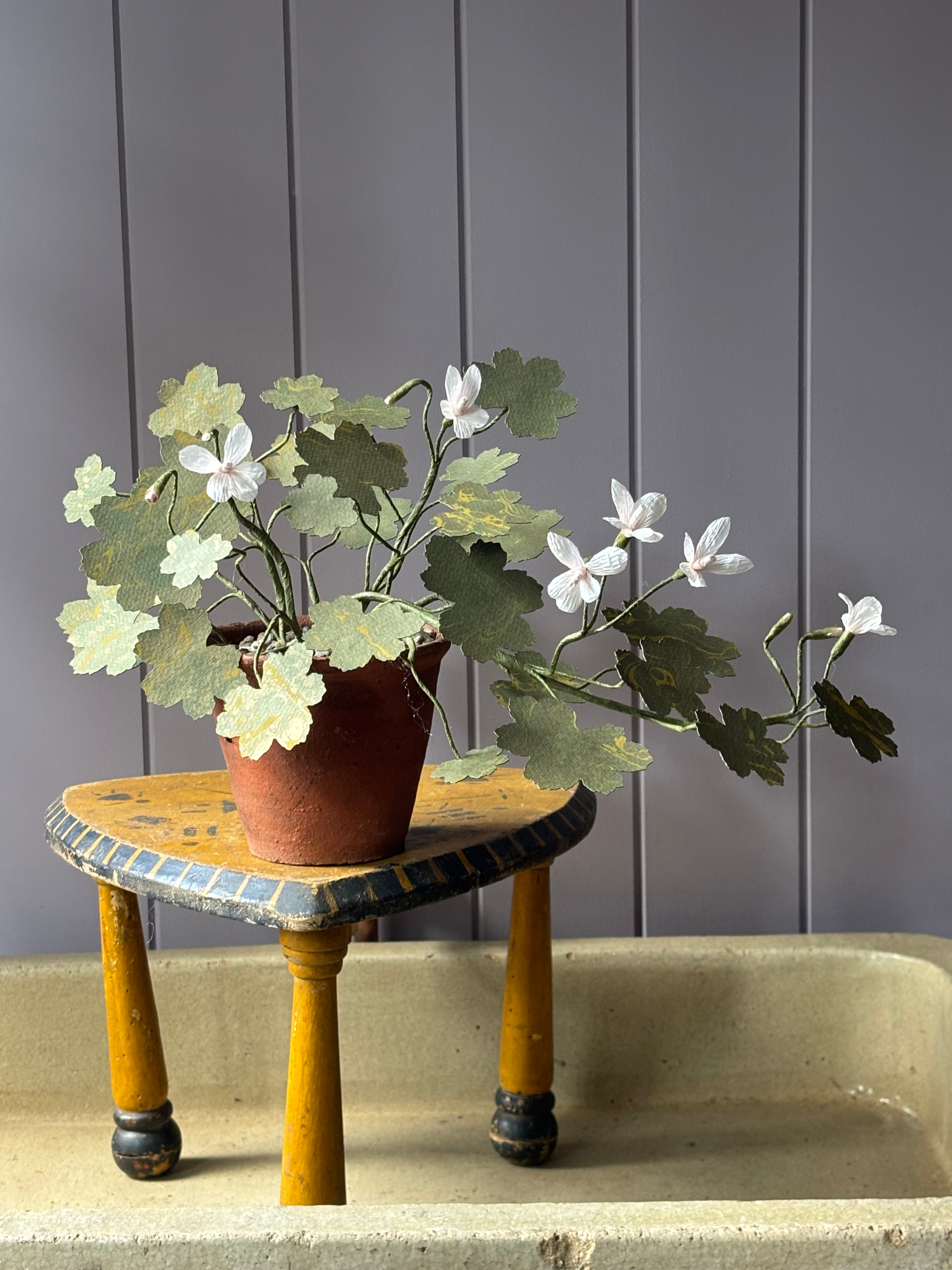 Paper geranium, trailing