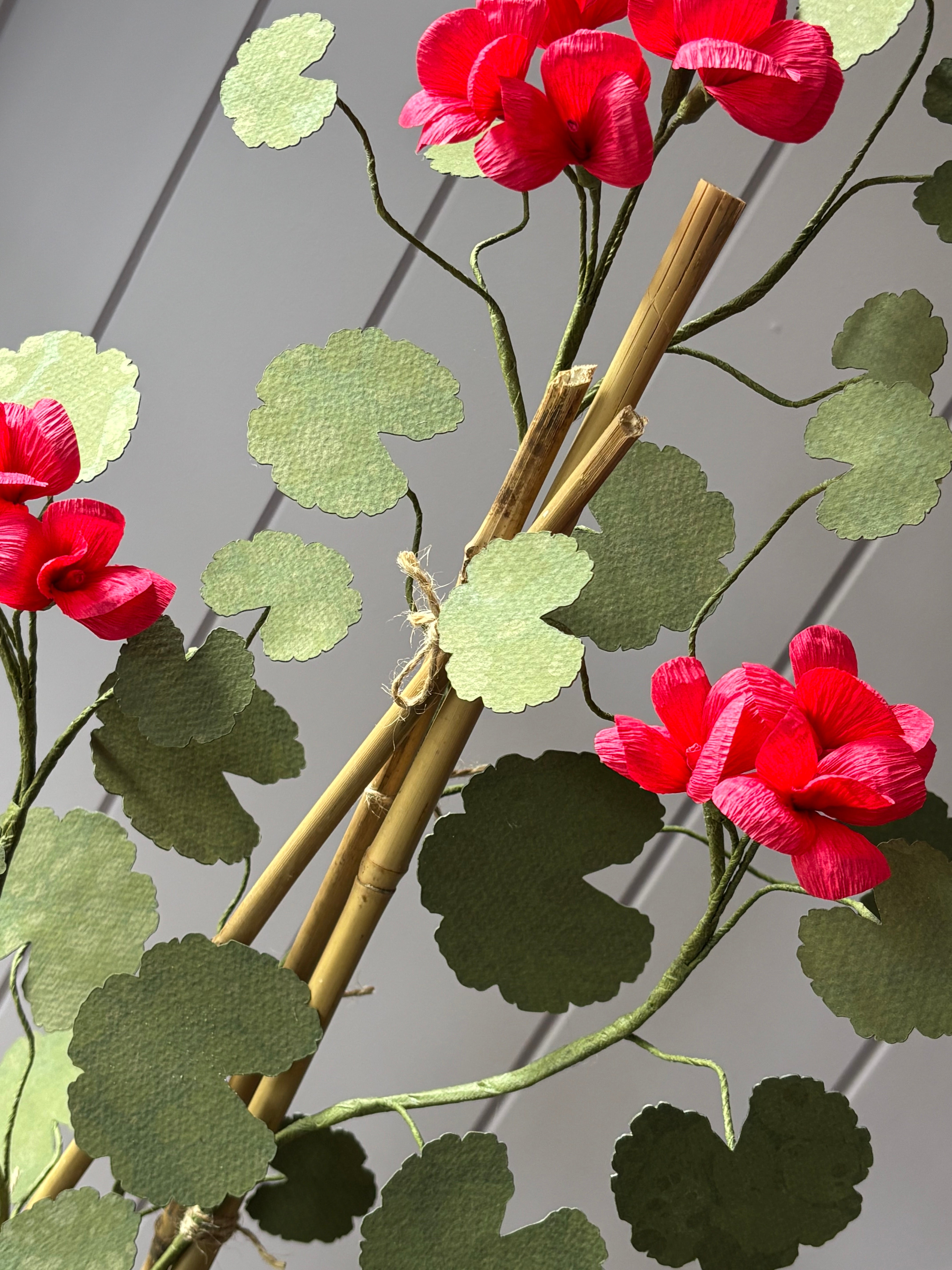 Paper geranium