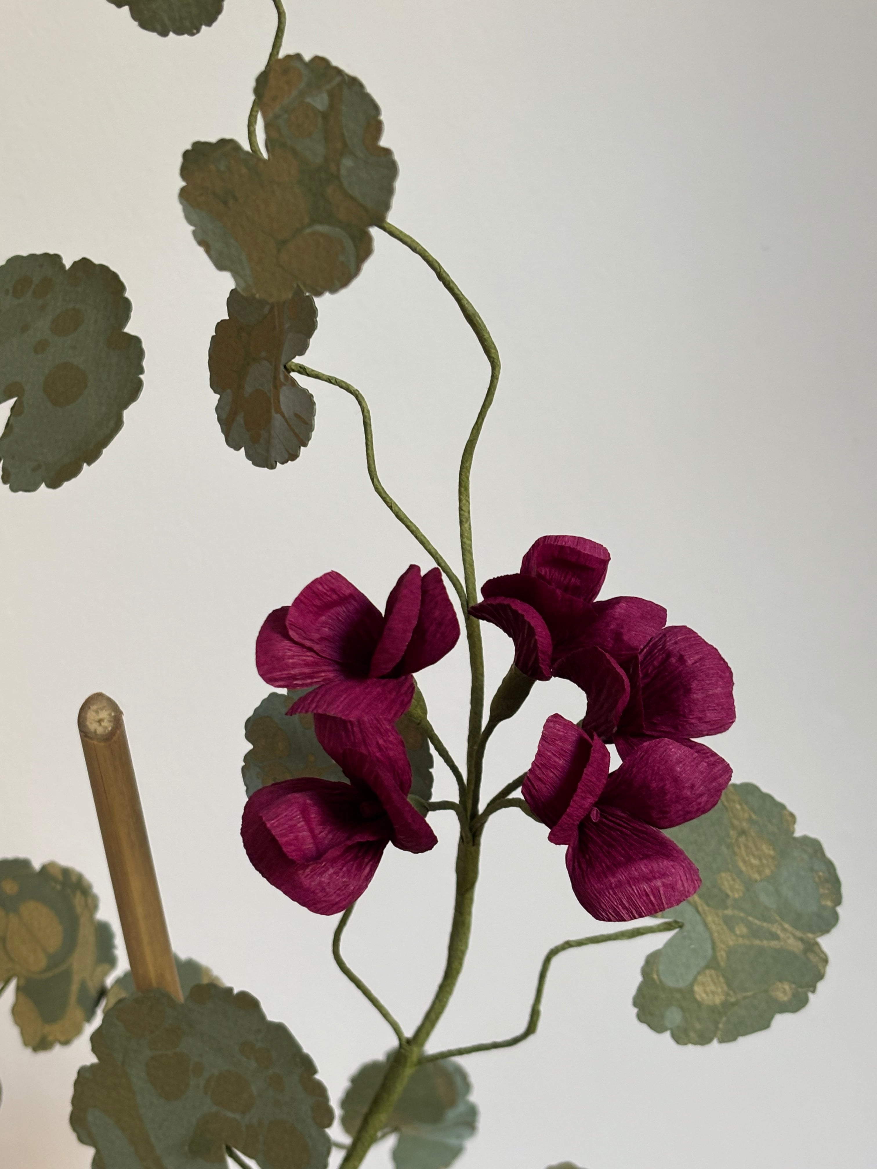 Paper Geranium