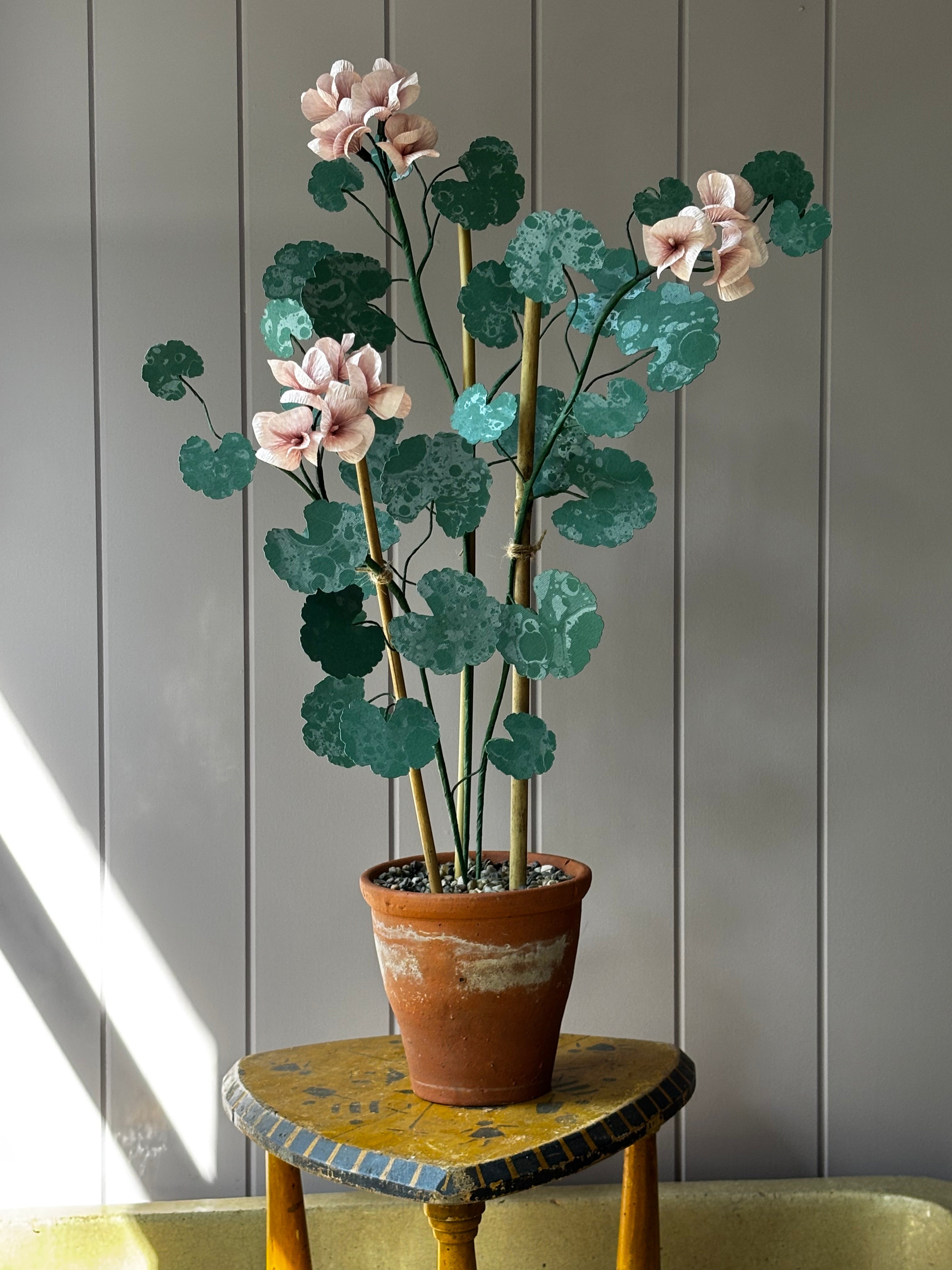 Paper geranium