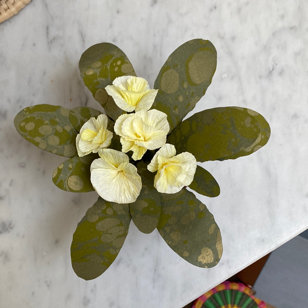 Paper primrose