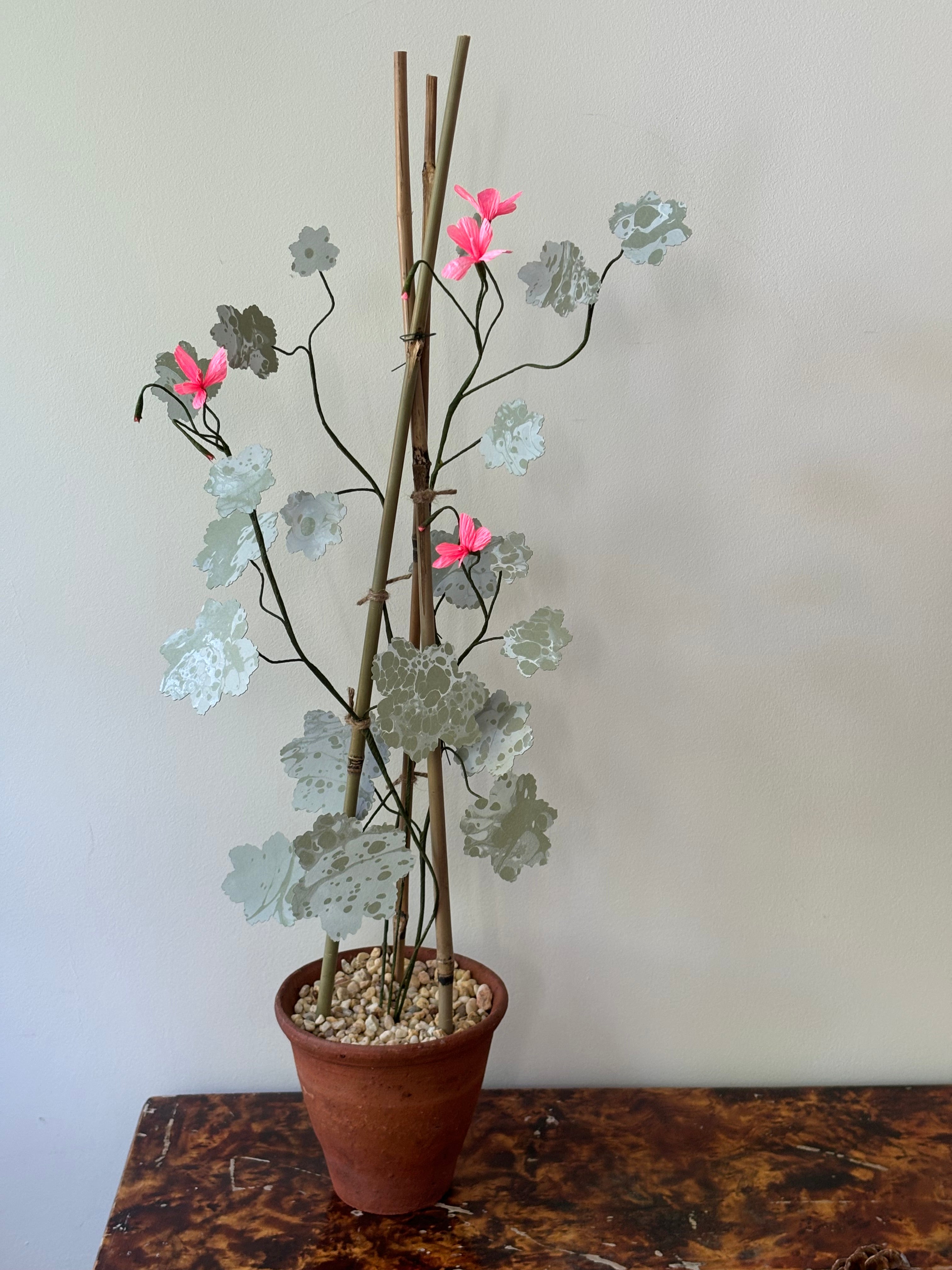 Geranium