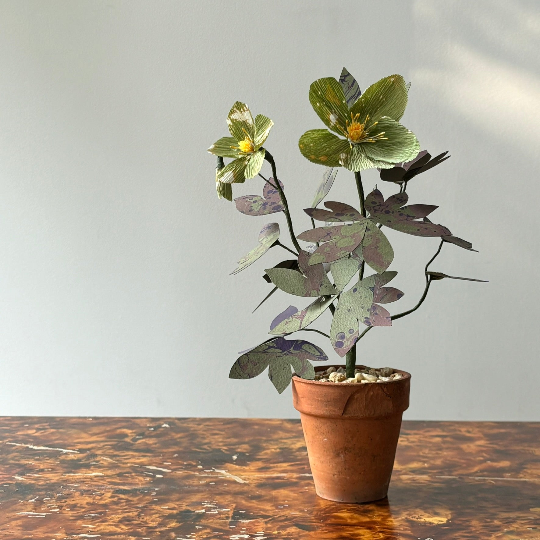 Paper Hellebore