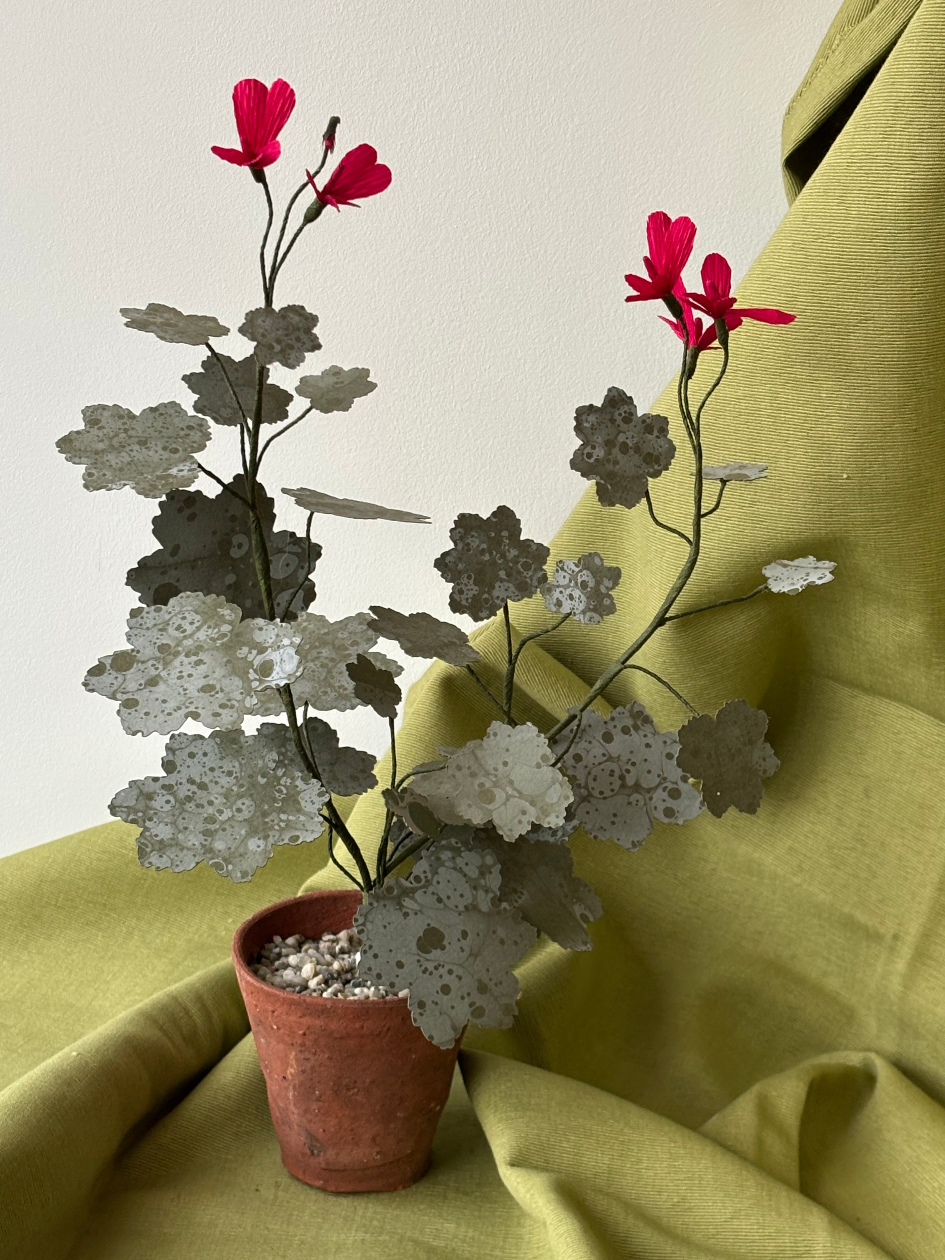 Paper Geranium