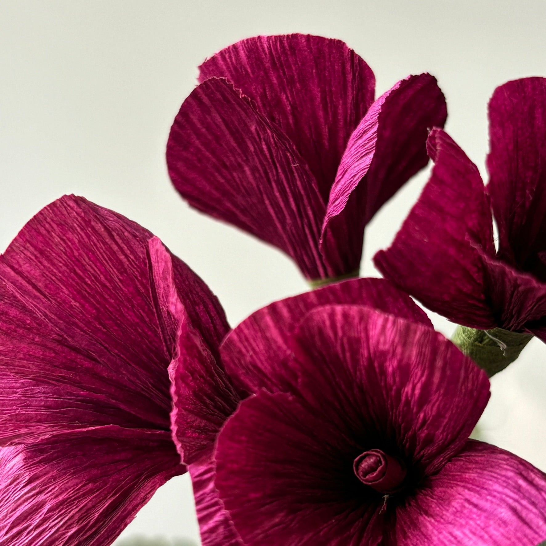Paper Geranium