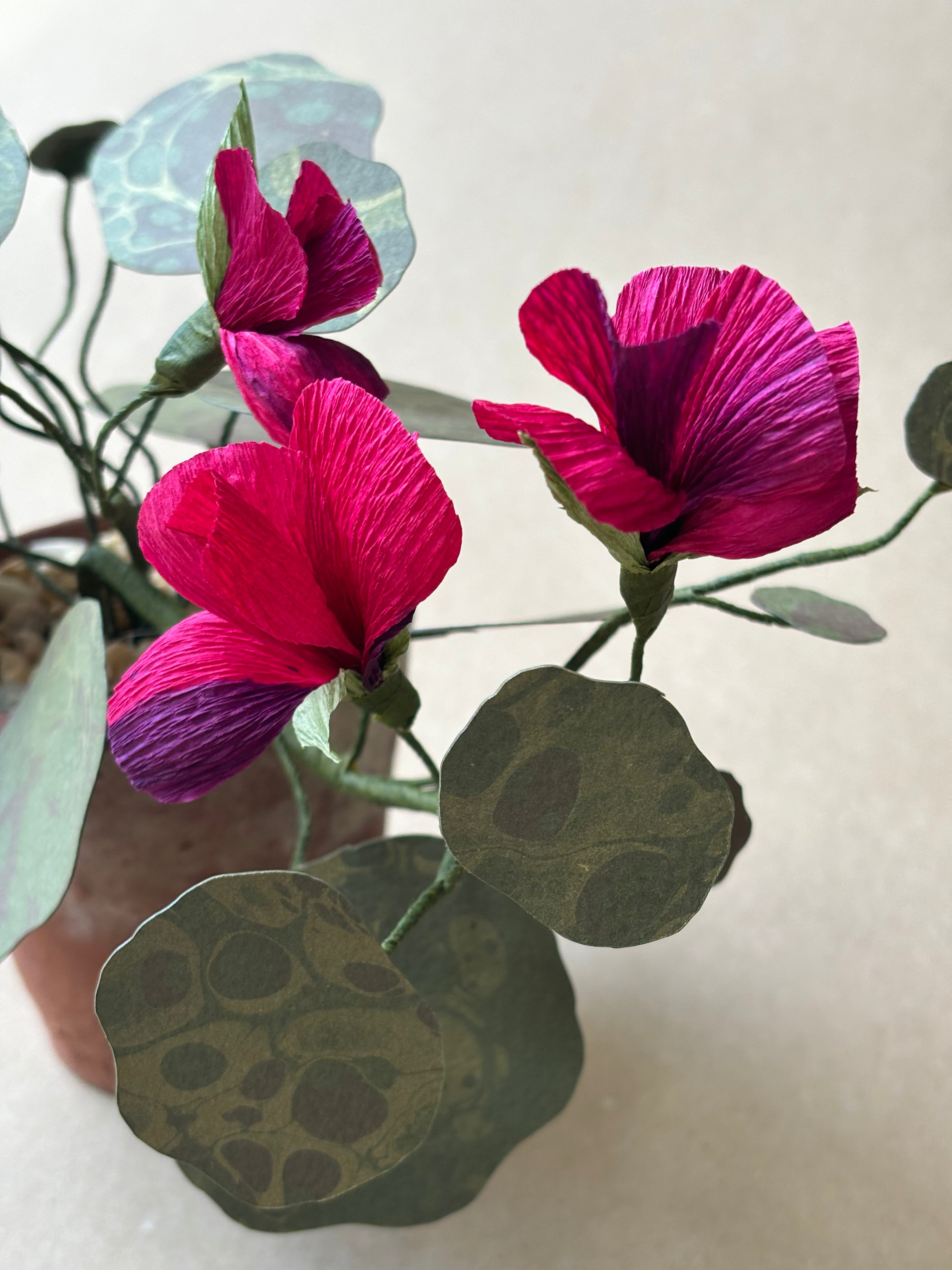 Nasturtium, trailing