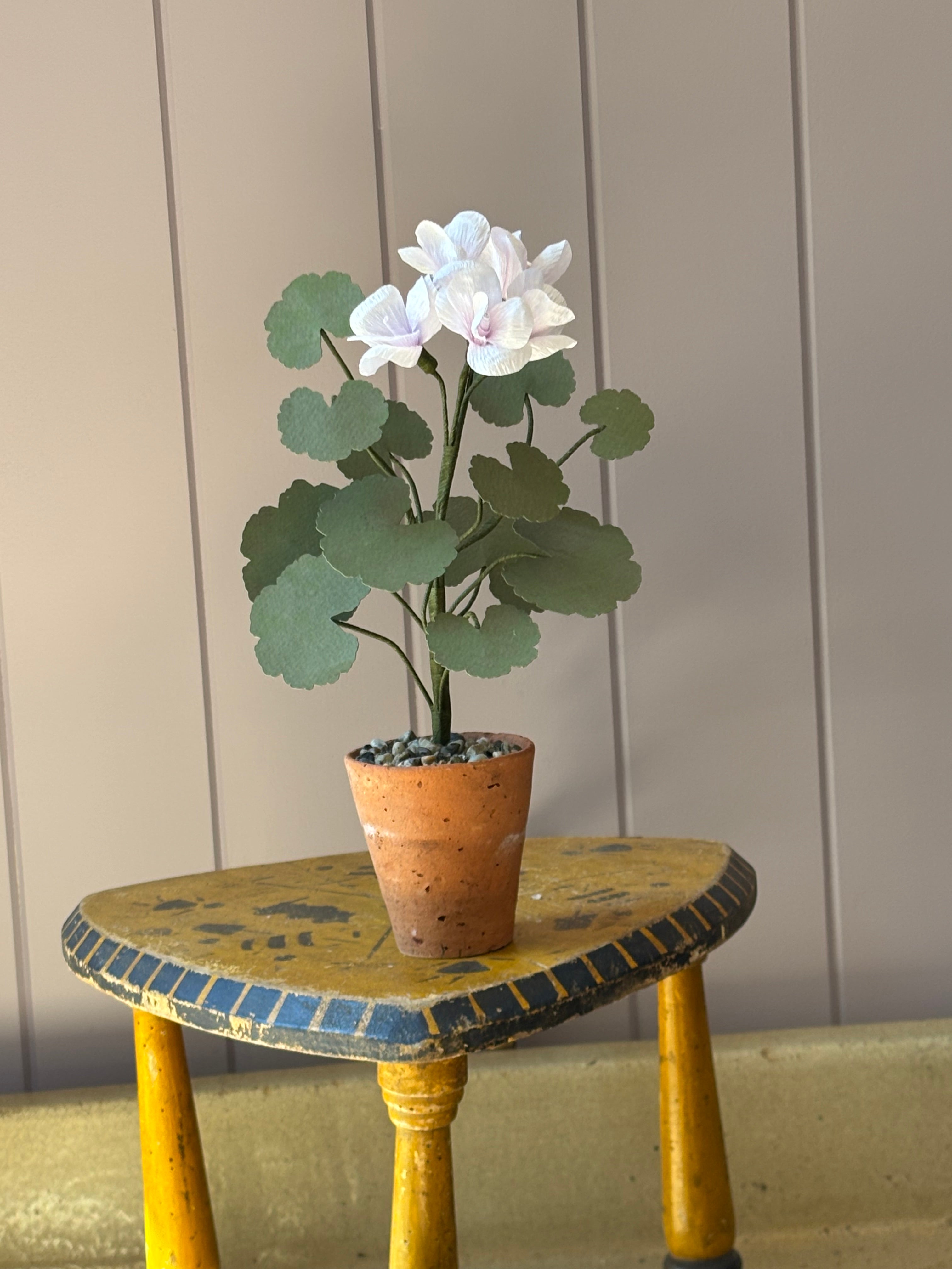 Paper geranium