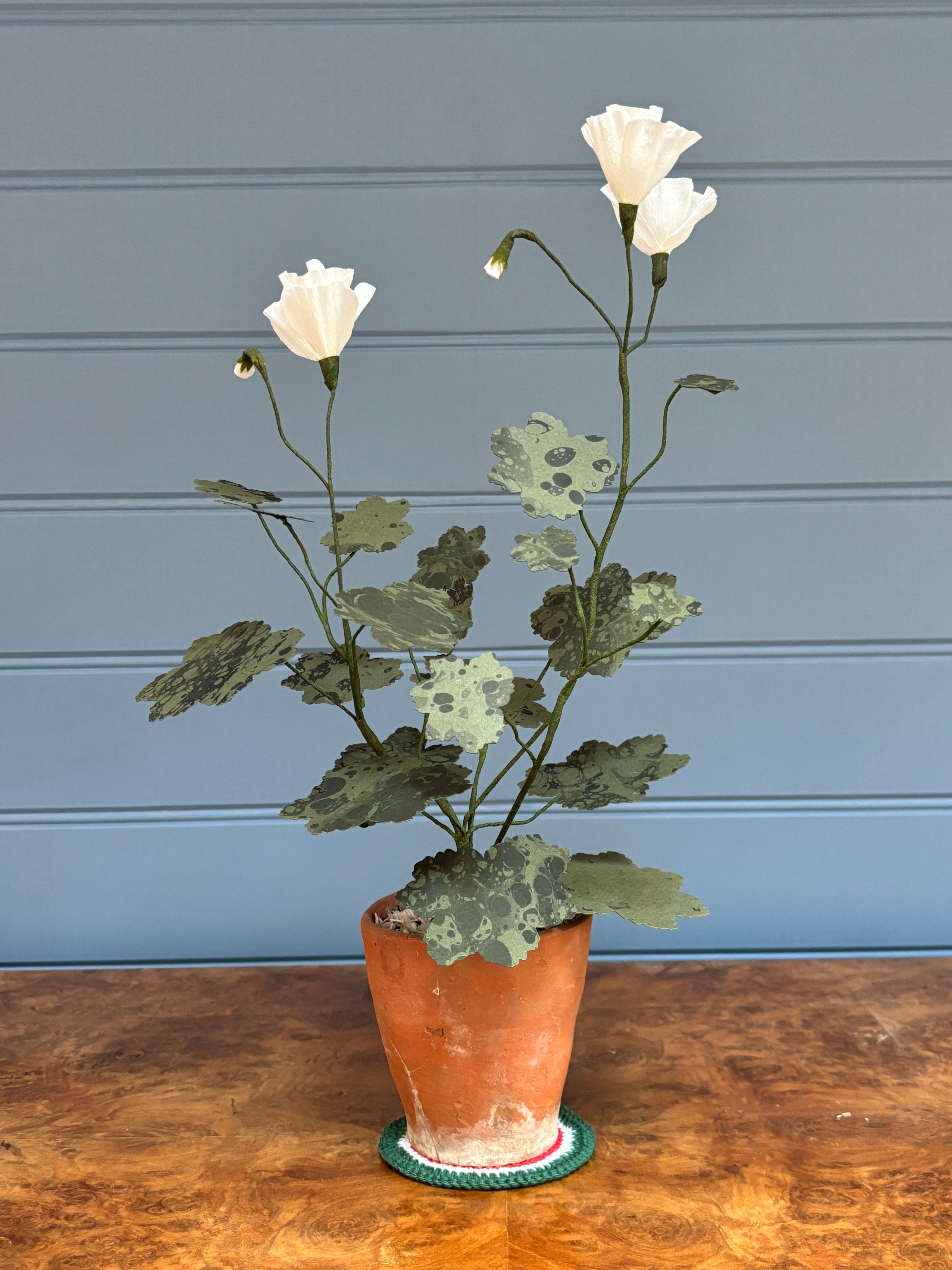 Geranium
