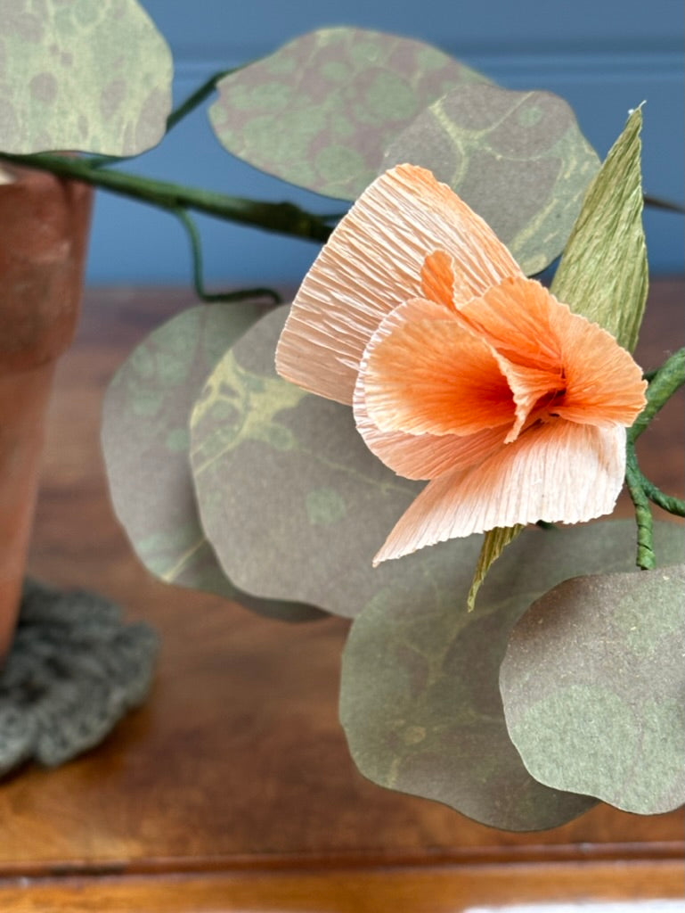 Nasturtium