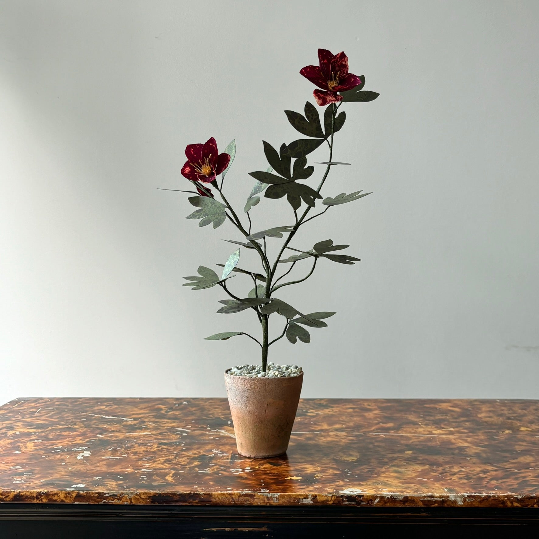 Paper Hellebore