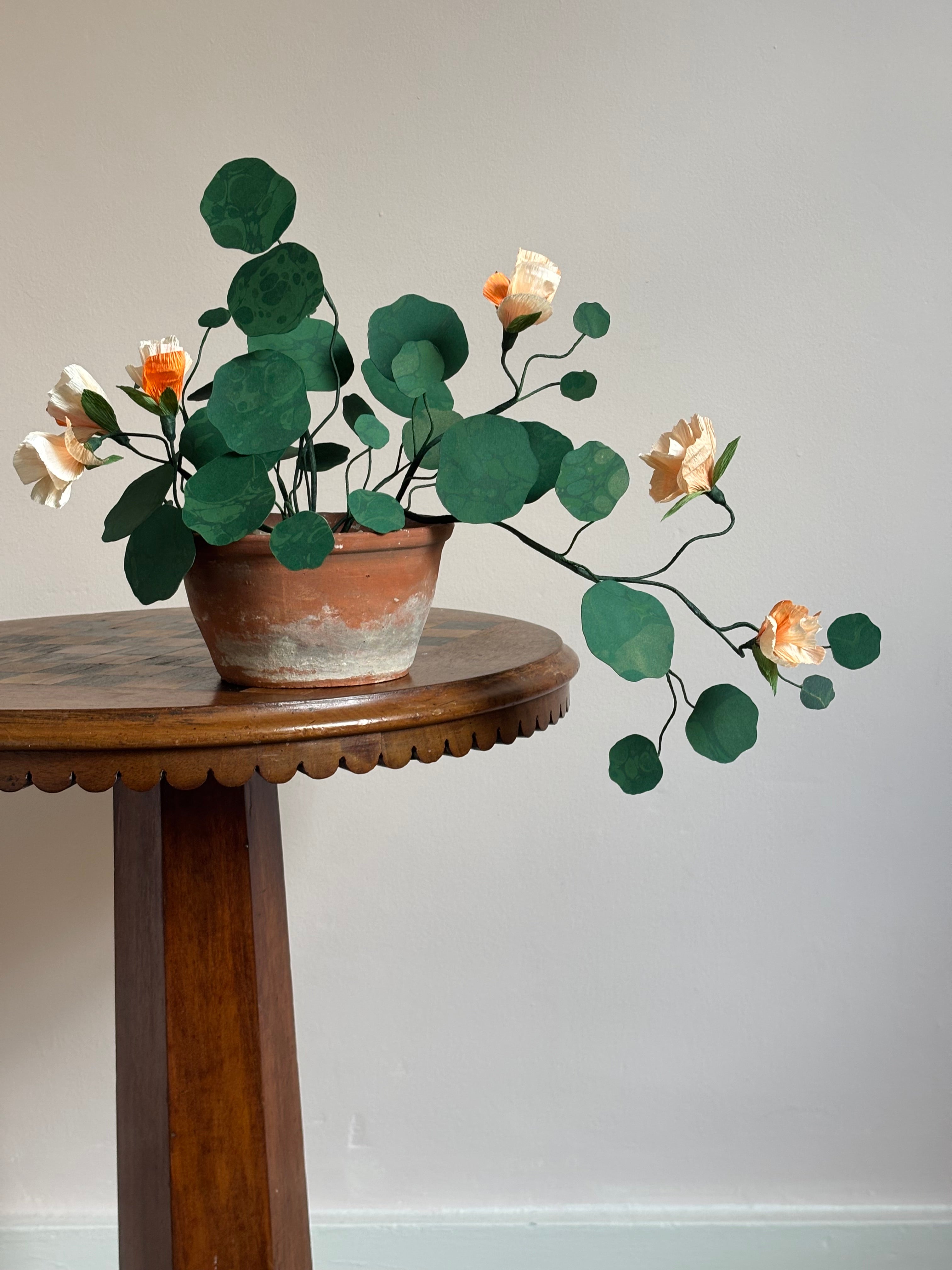 Nasturtium, trailing