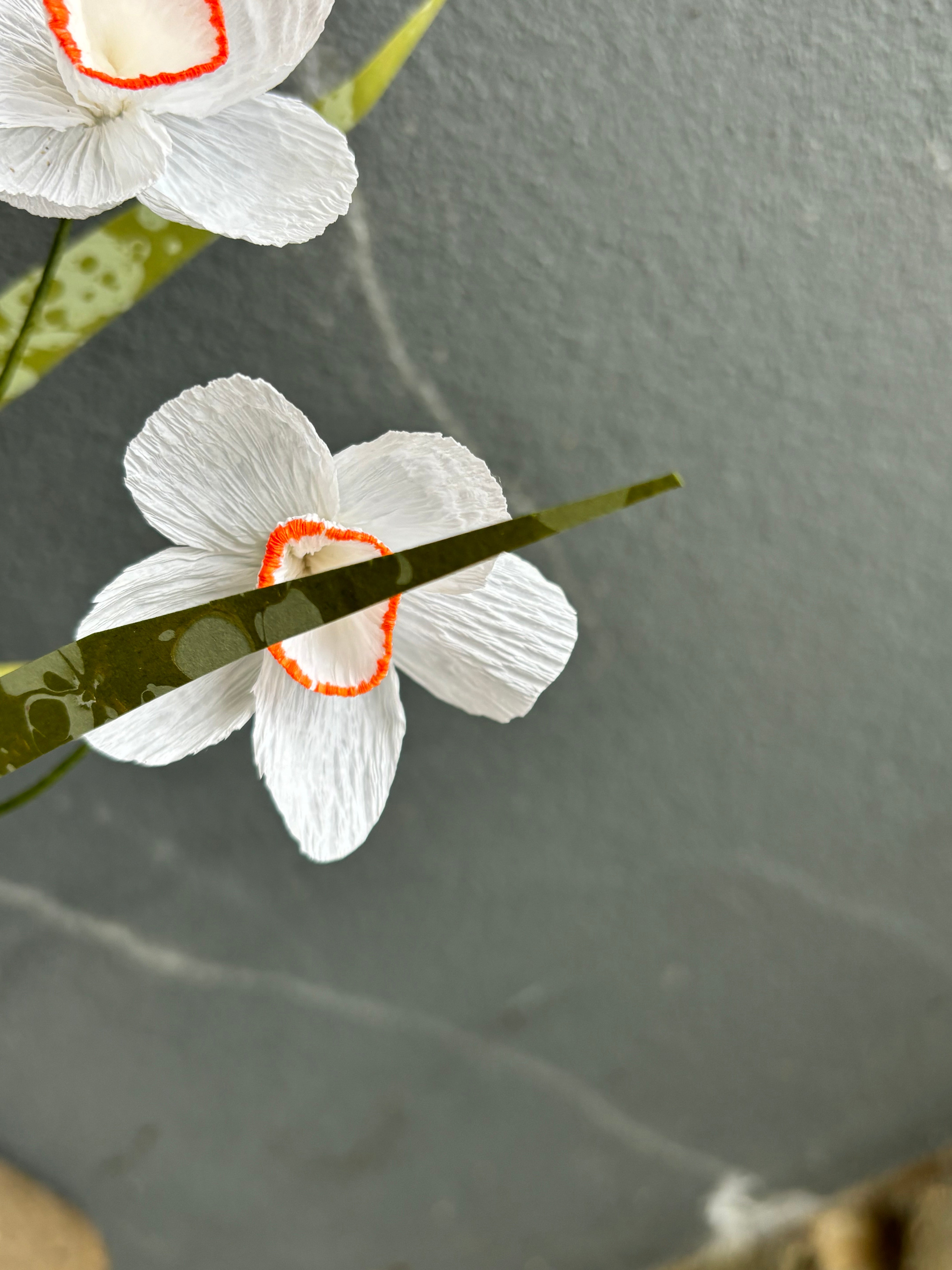 Paper Pheasant eye narcissus