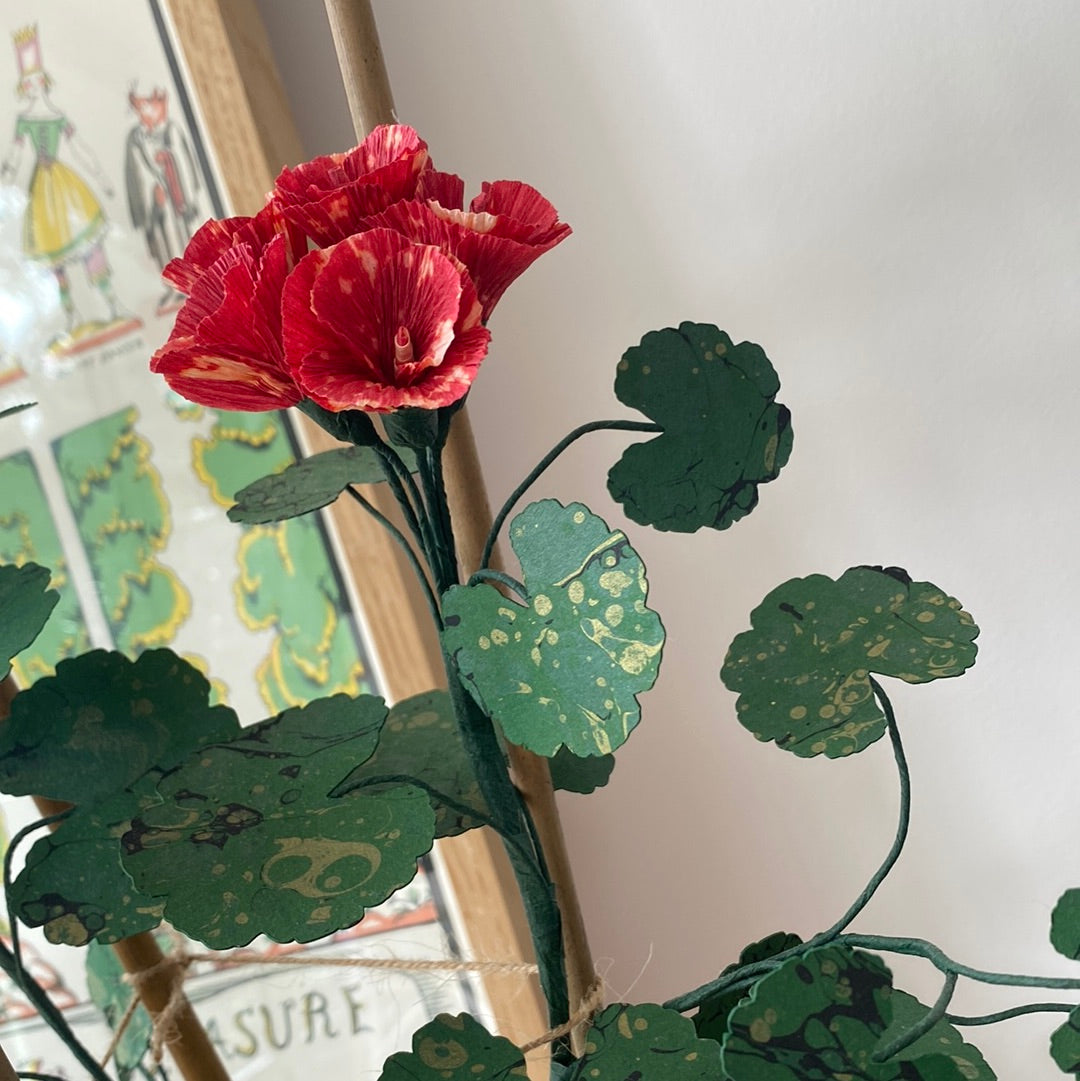 Paper Geranium