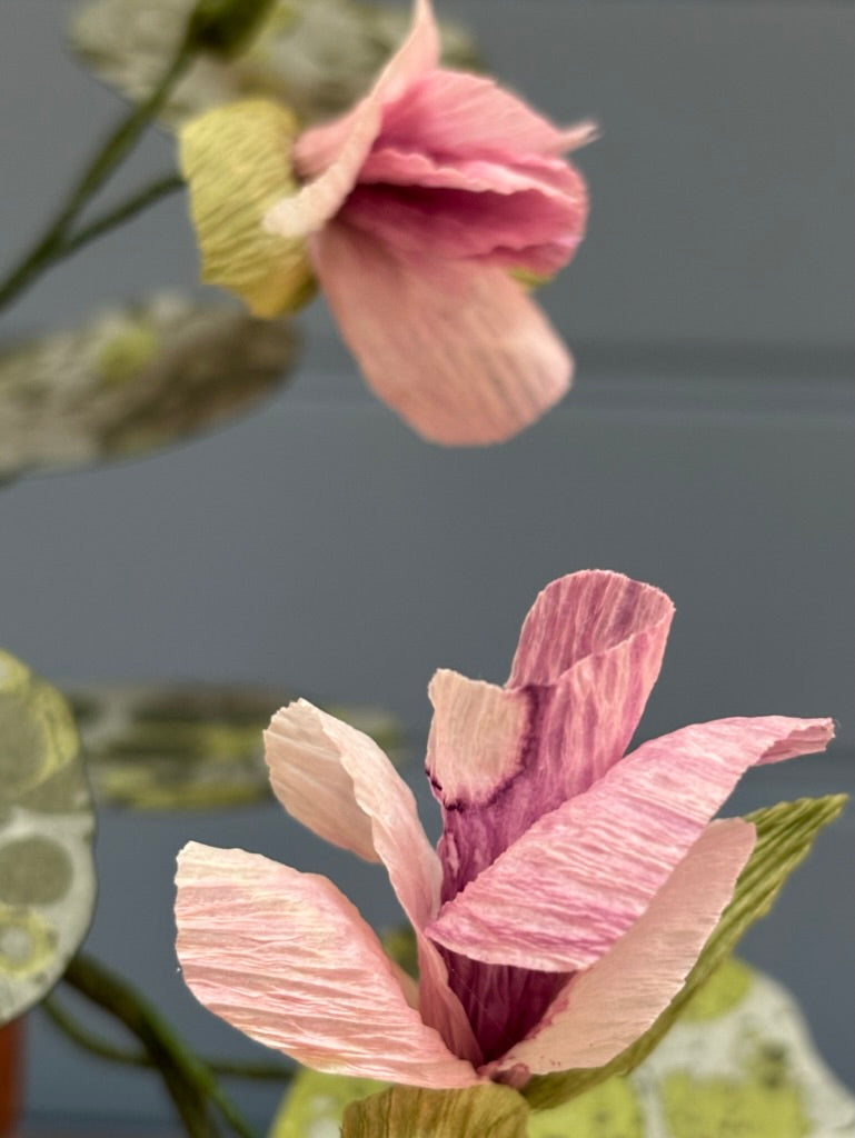 Nasturtium