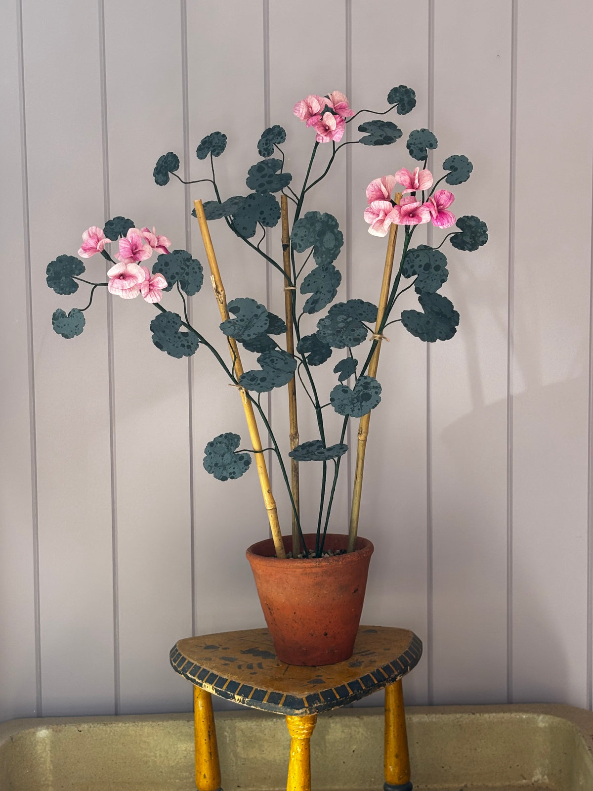 Paper geranium