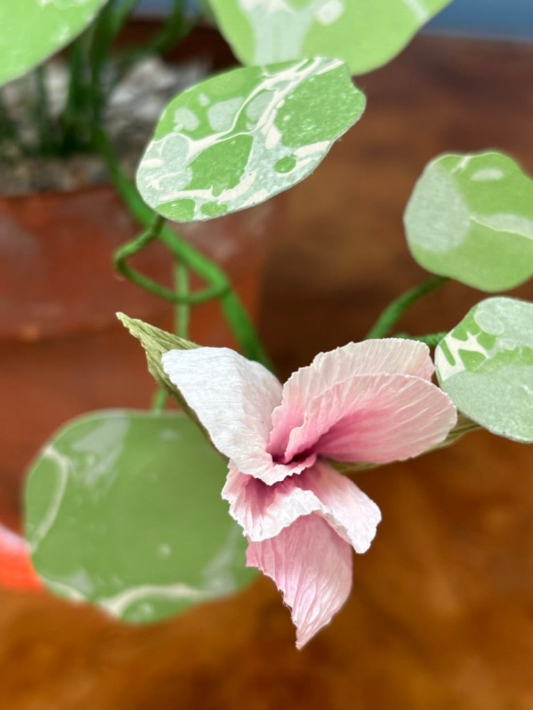 Nasturtium
