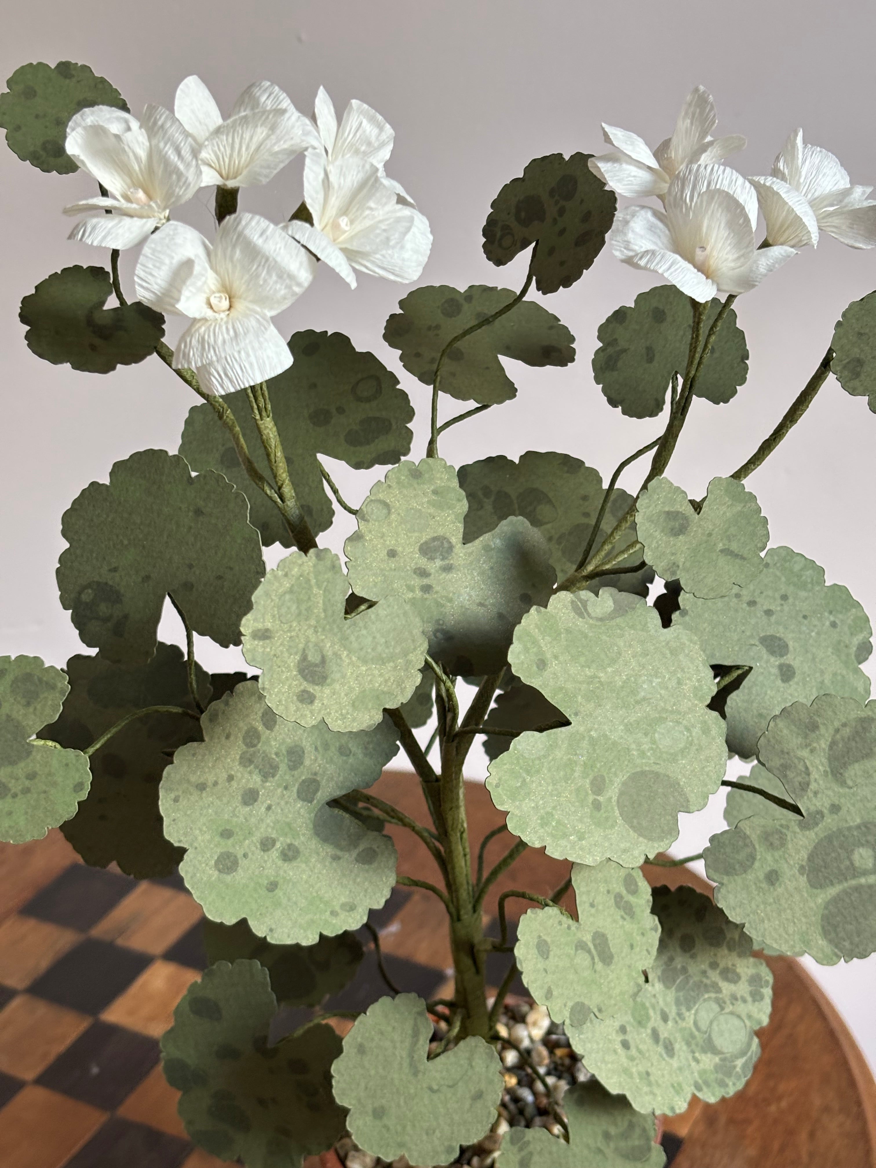 Paper Geranium