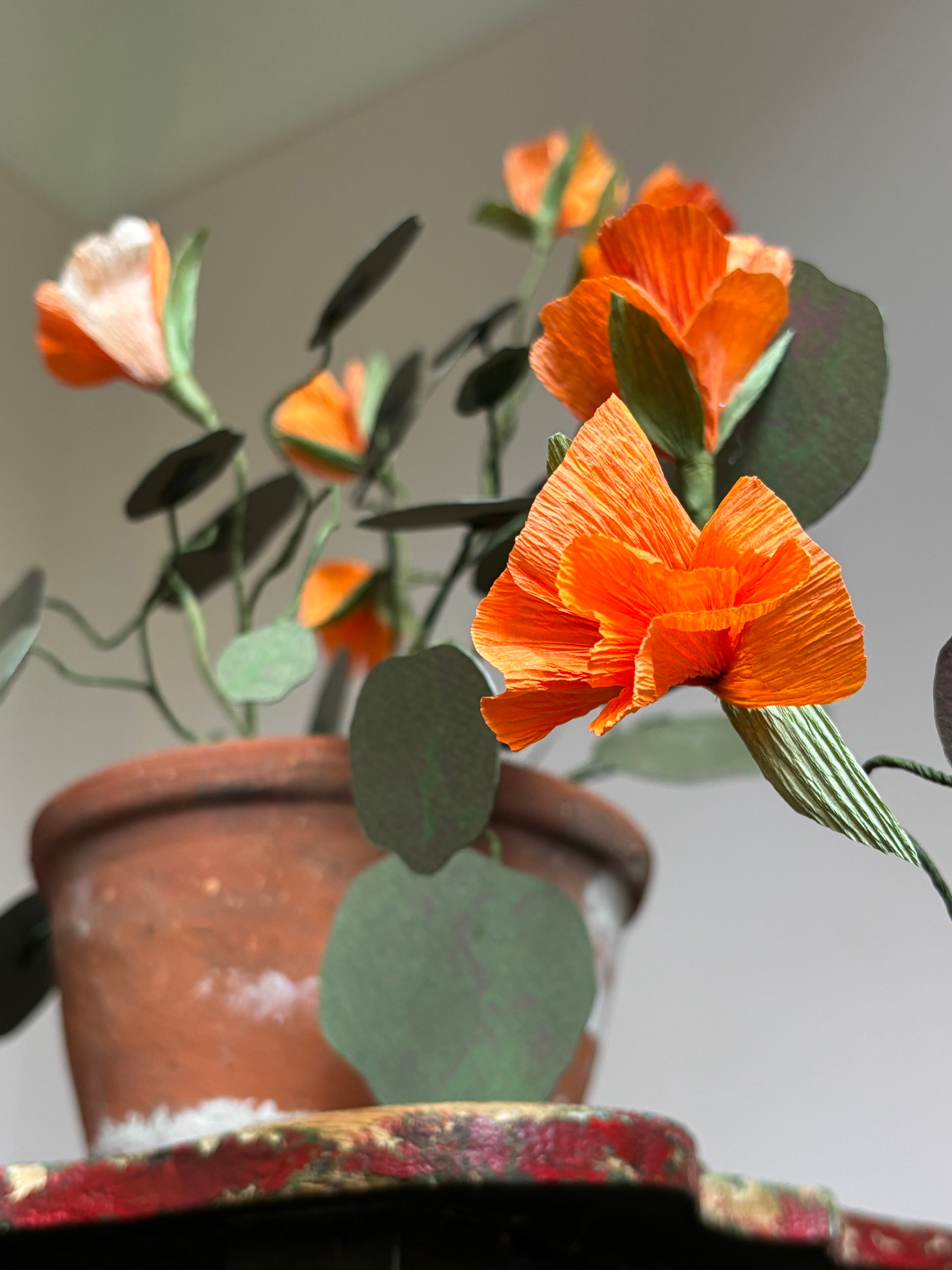 Nasturtium, trailing