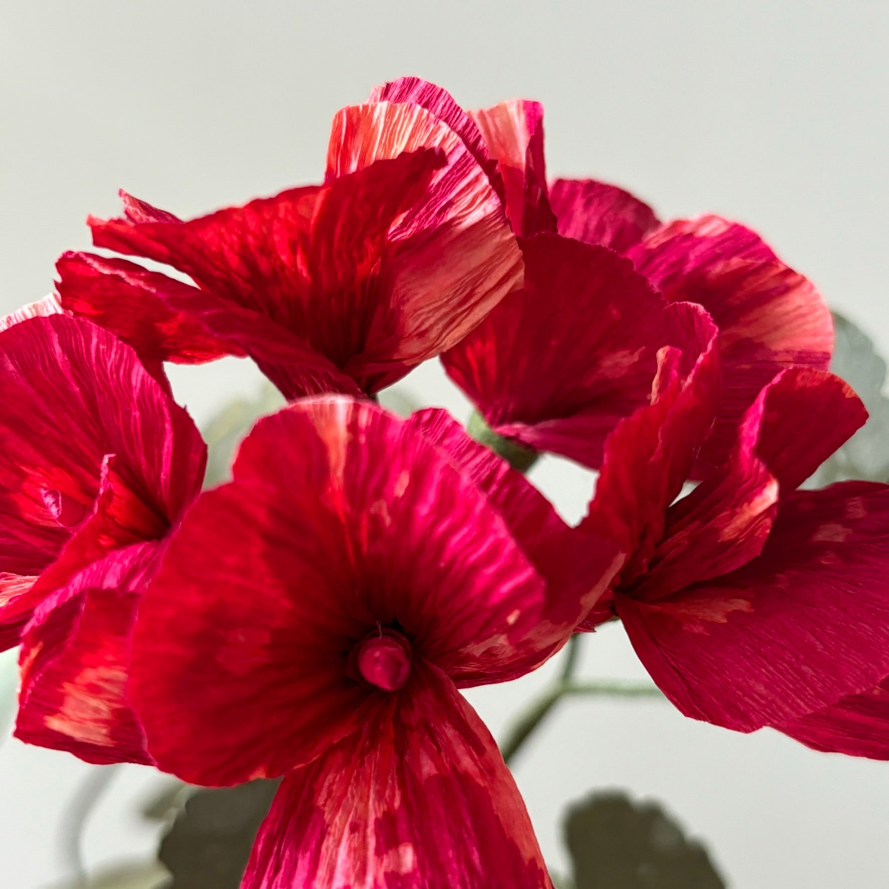 Paper Geranium