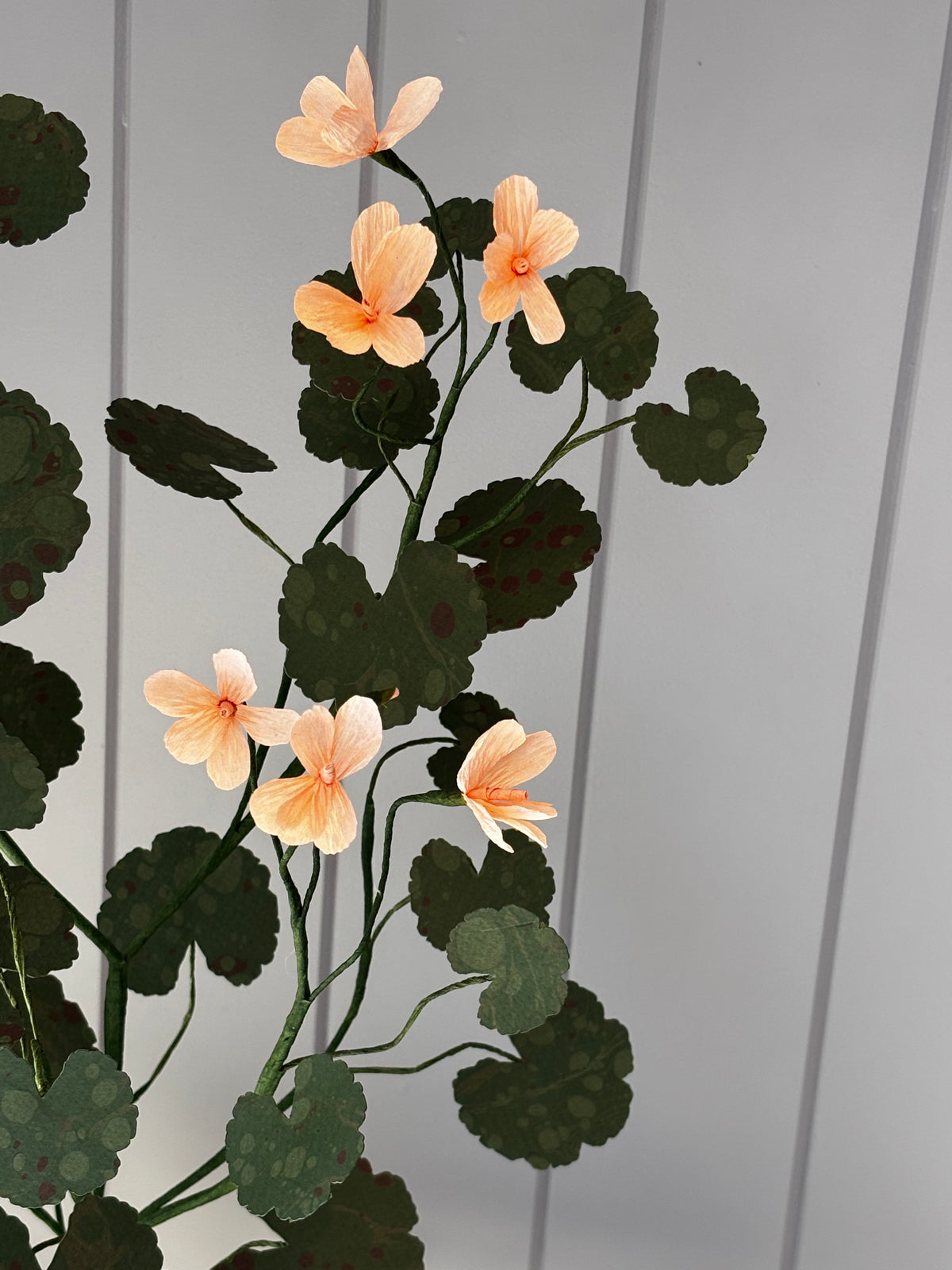 Paper geranium