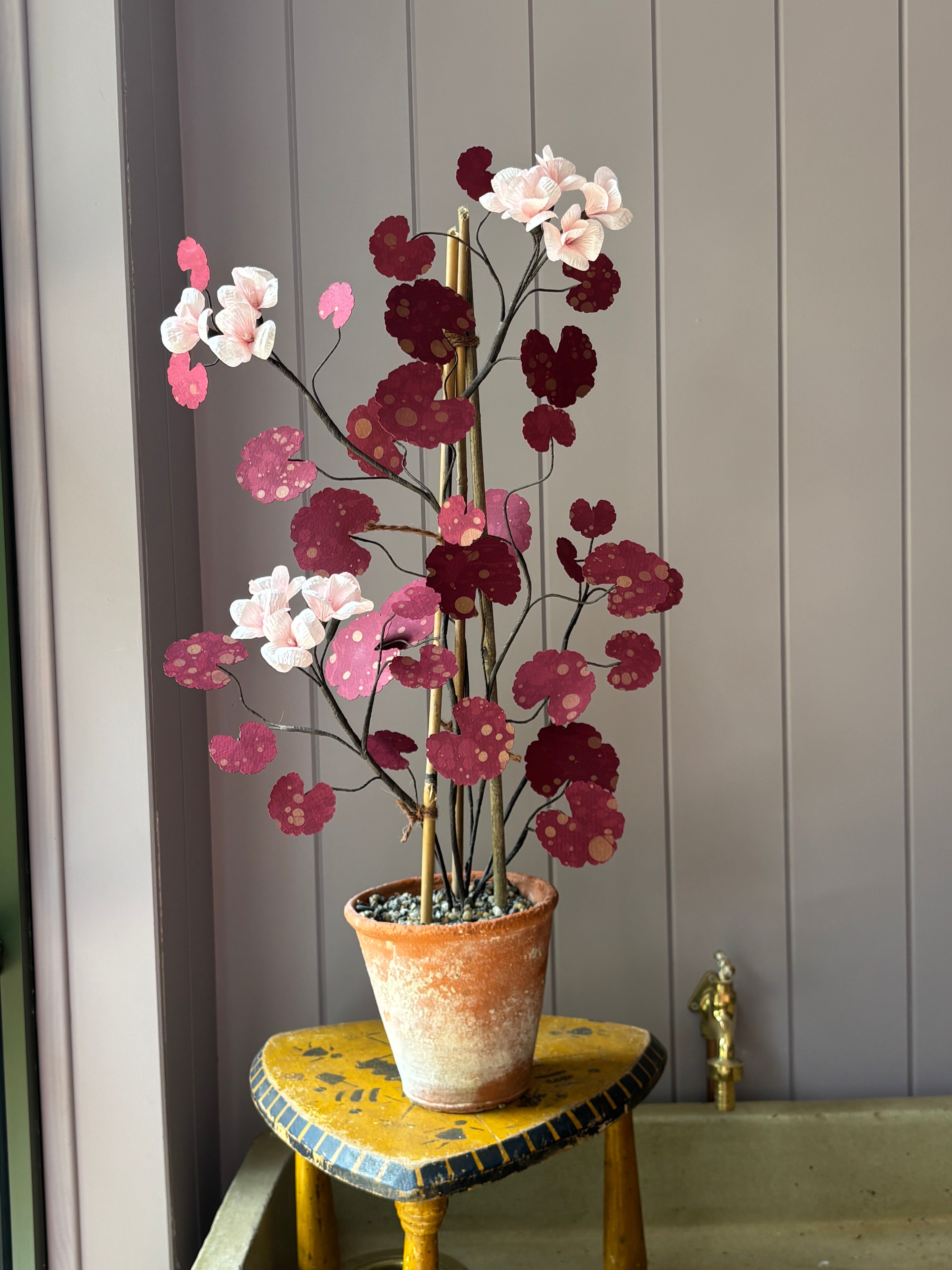 Paper geranium