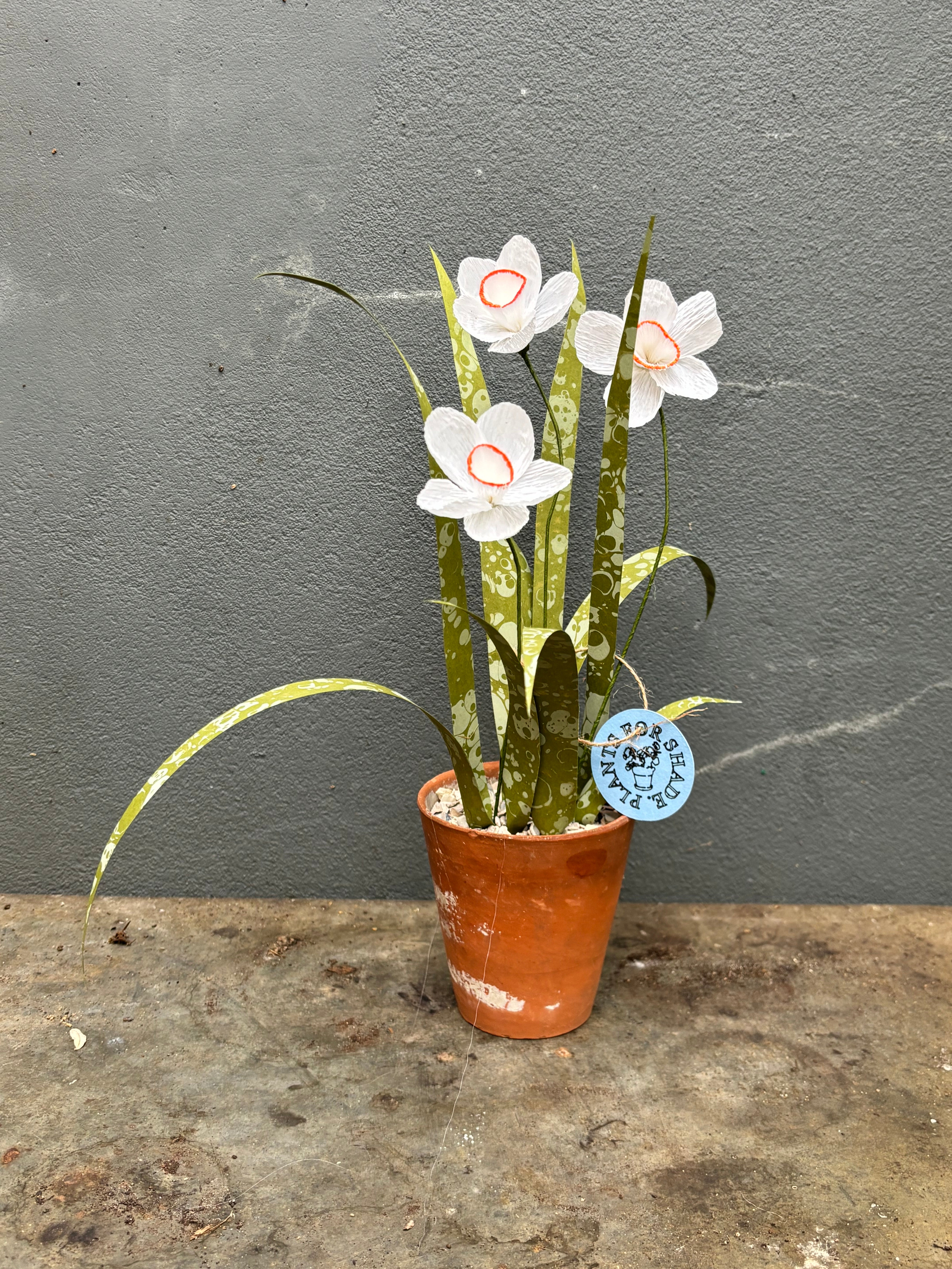 Paper Pheasant eye narcissus