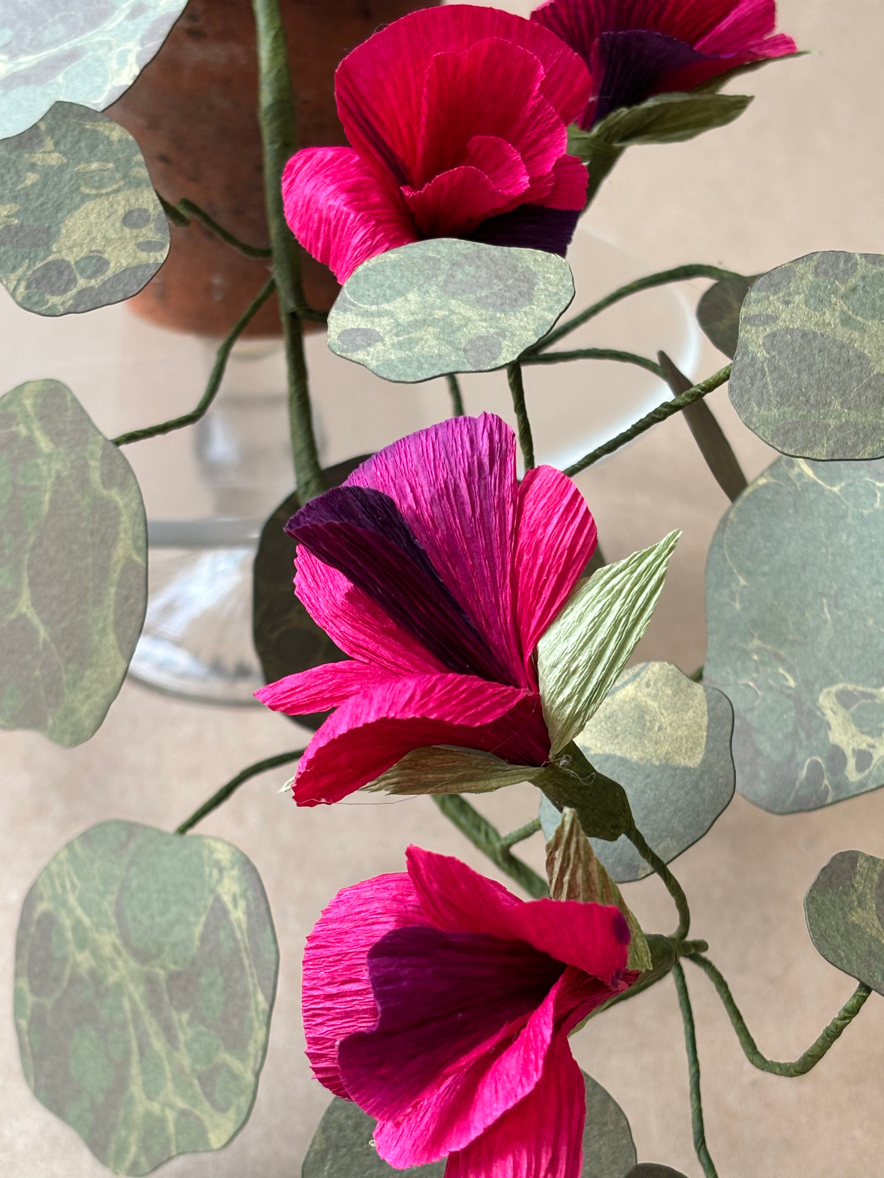 Nasturtium, trailing