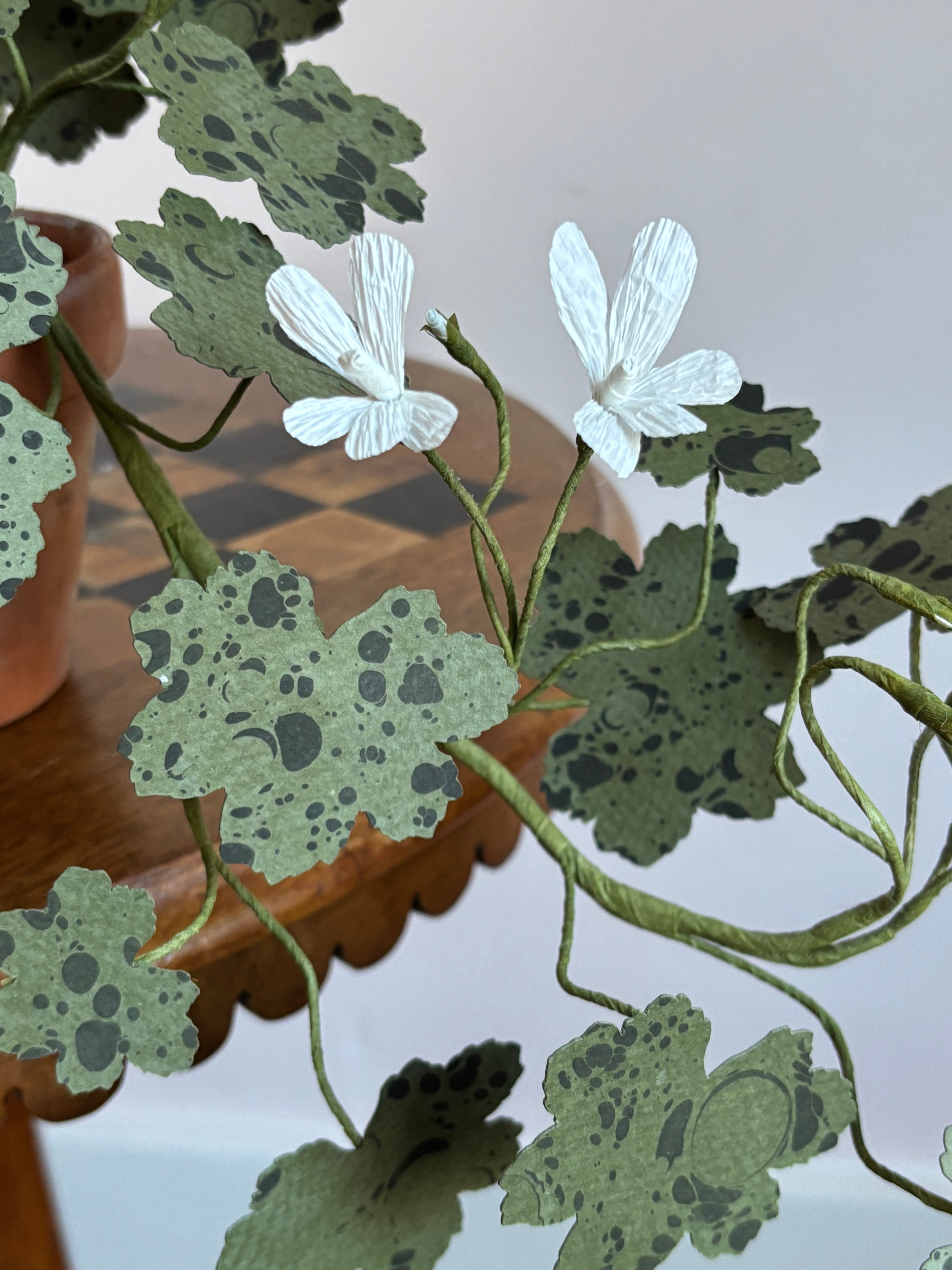 Paper Geranium, trailing