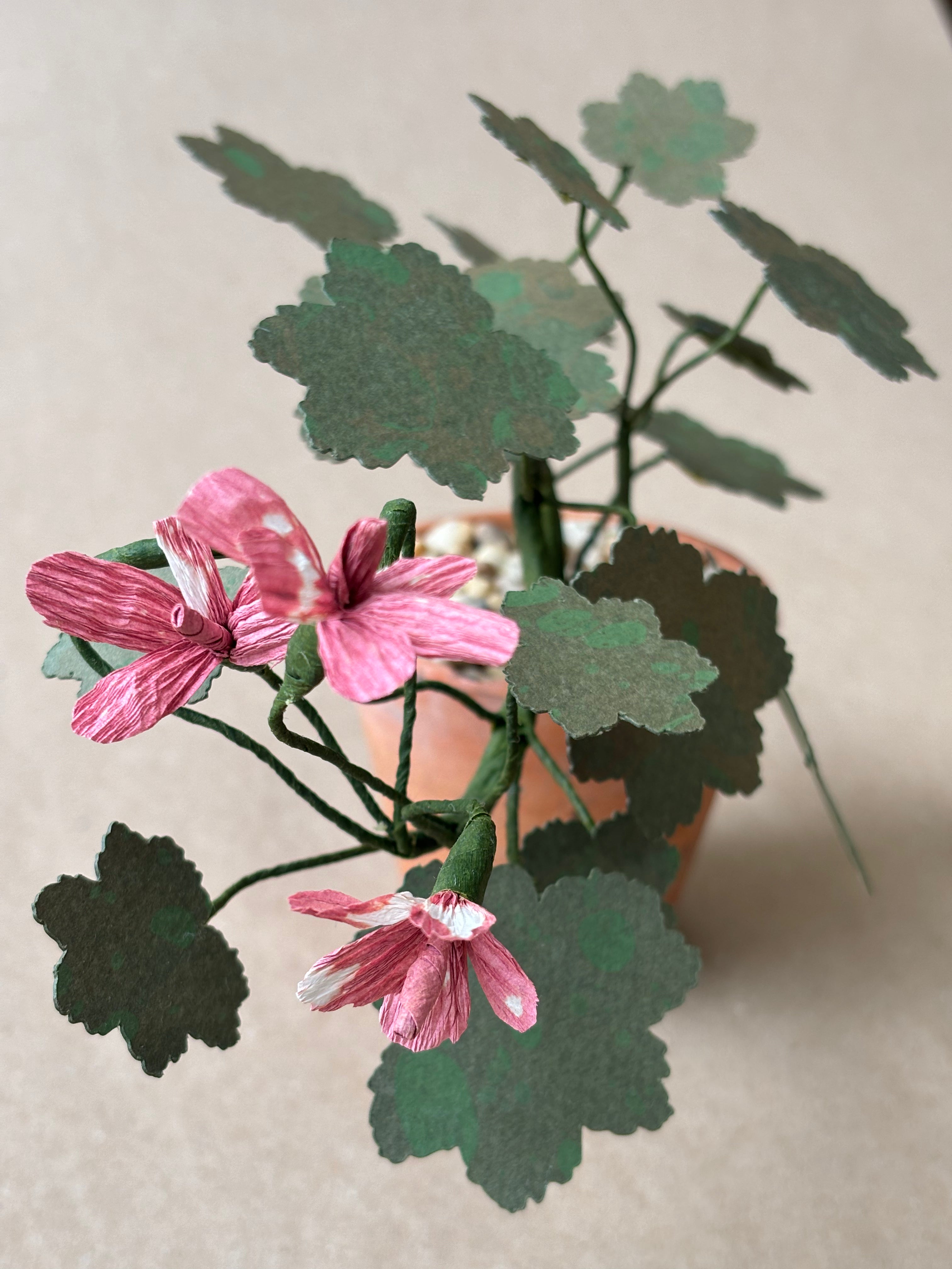 Geranium, Tiny trailing