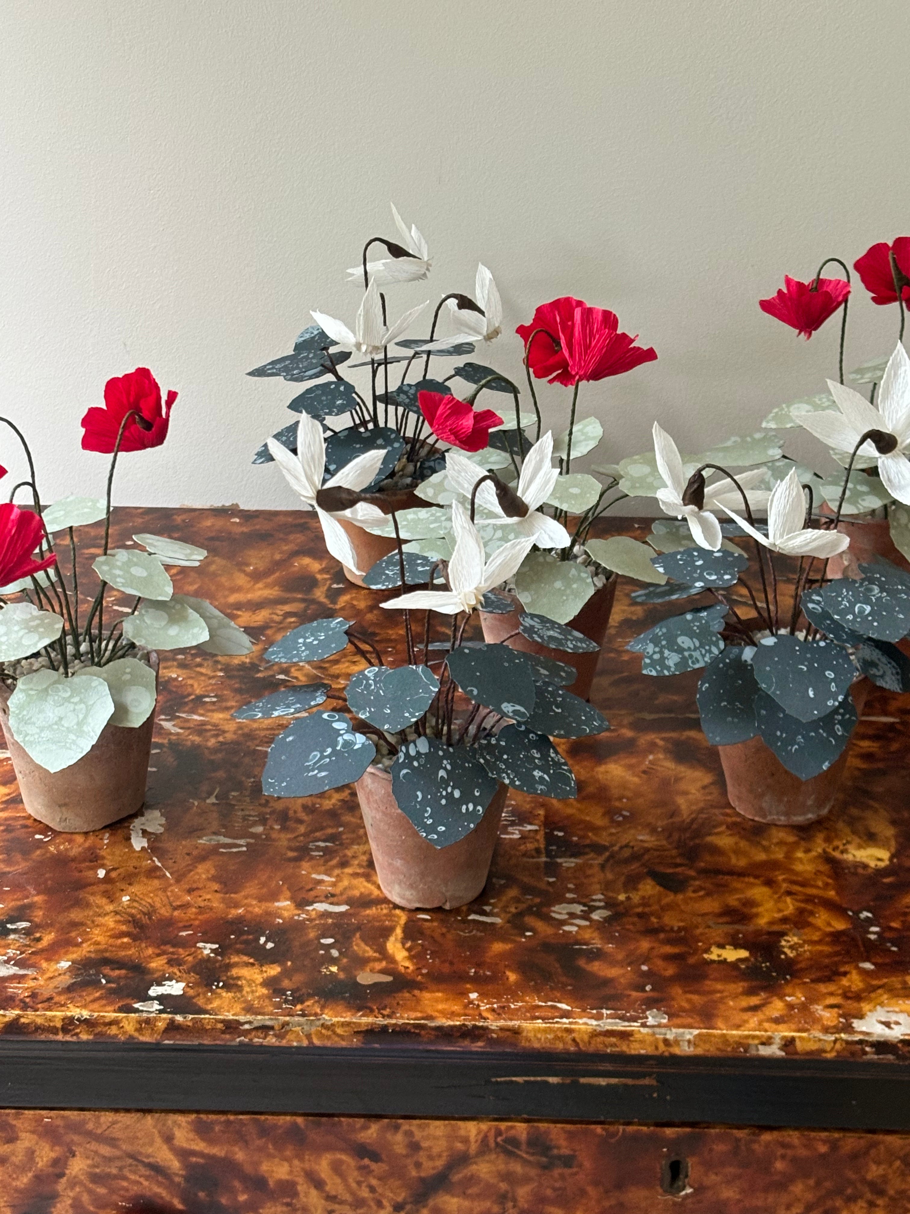 Cyclamen