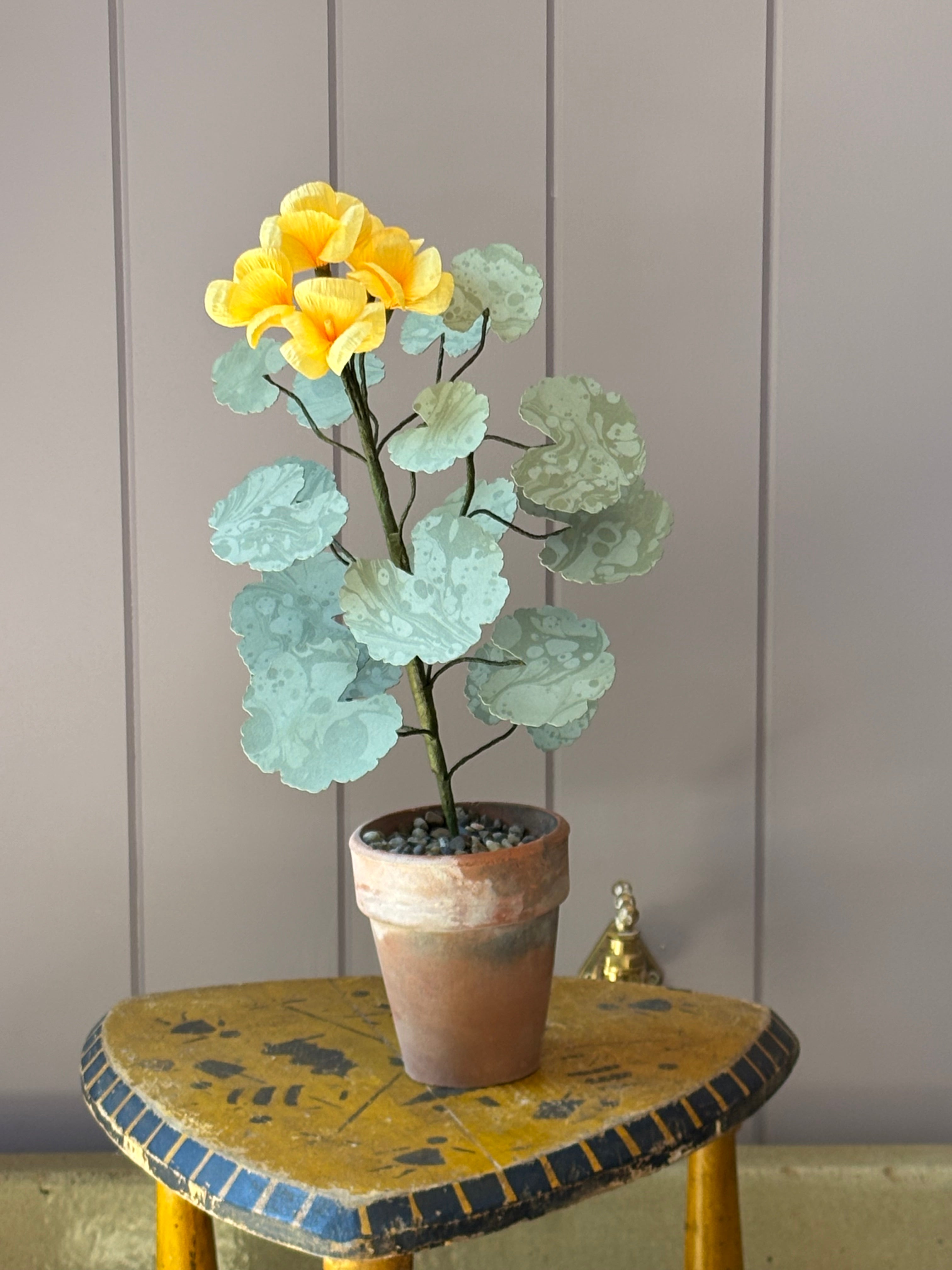 Paper geranium