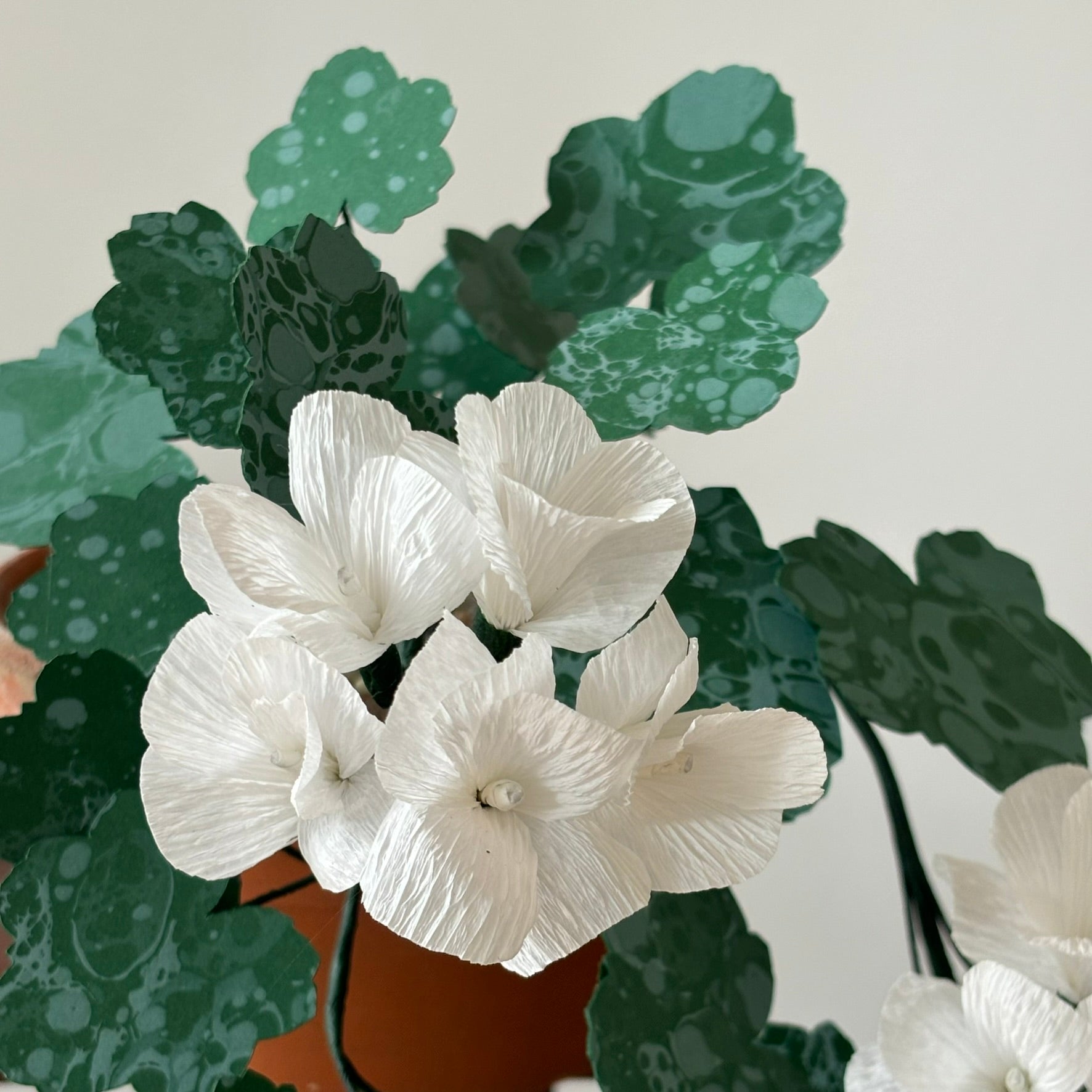 Paper trailing Geranium