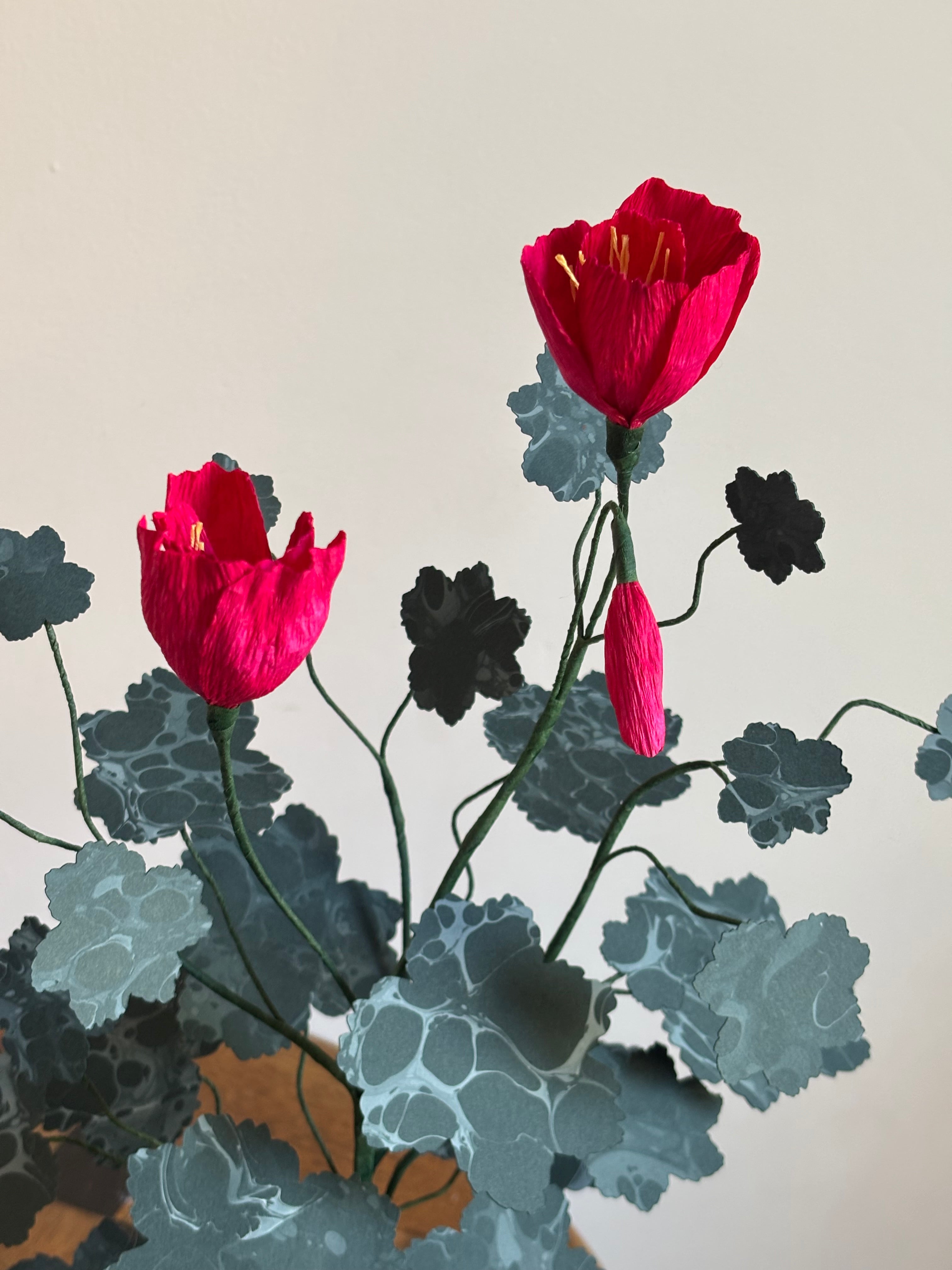 Paper pelargonium