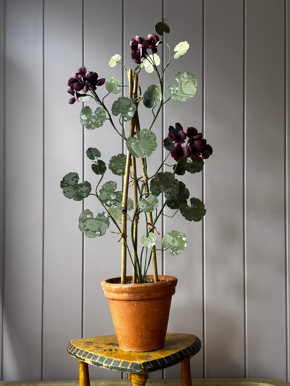 Paper geranium