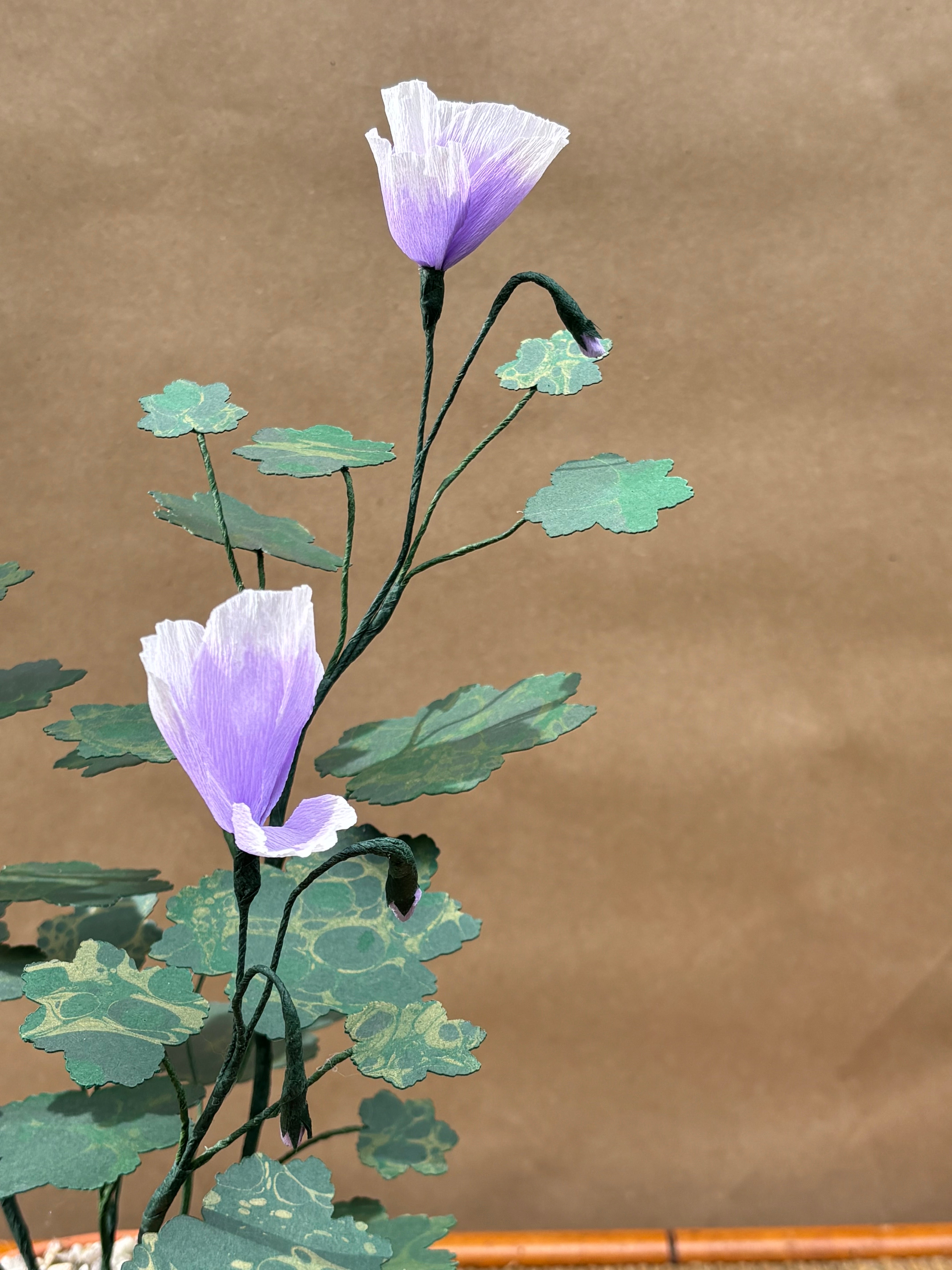 Paper Geranium