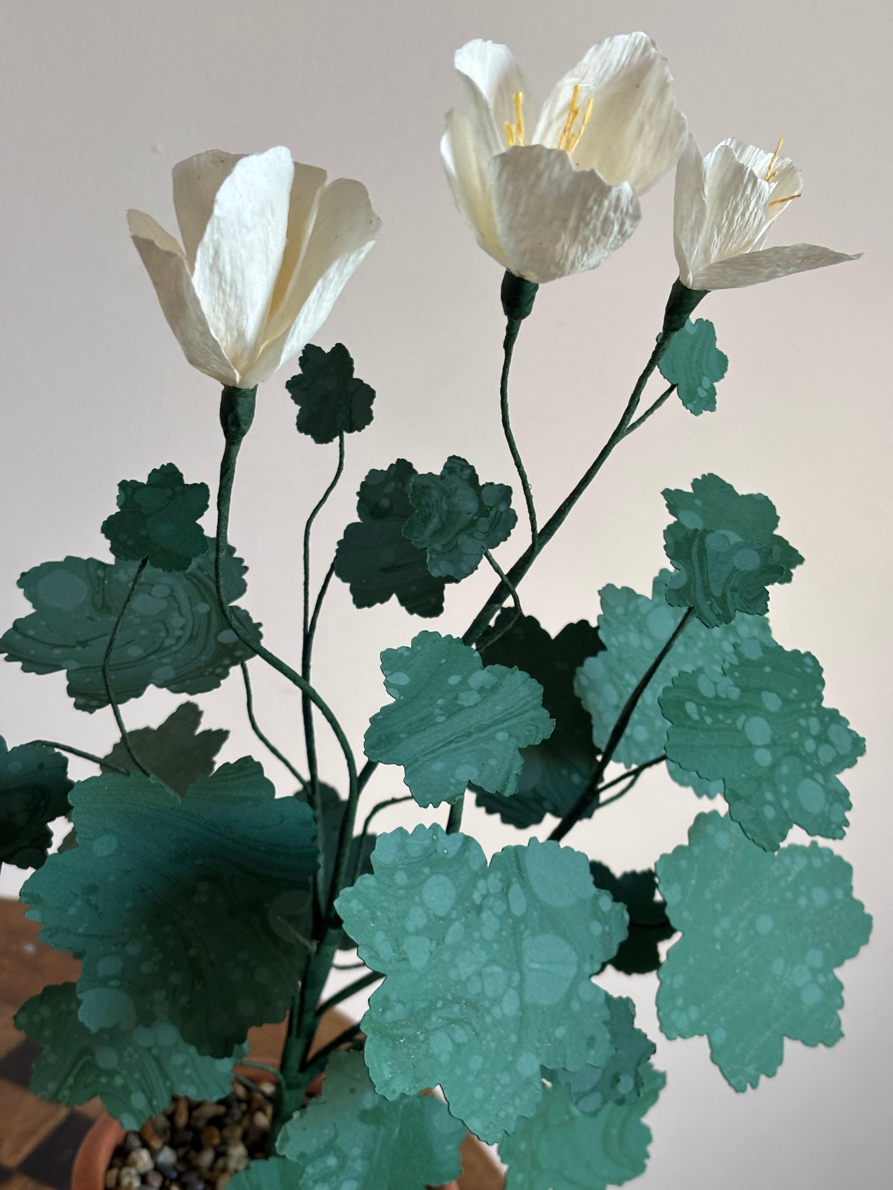 Paper pelargonium