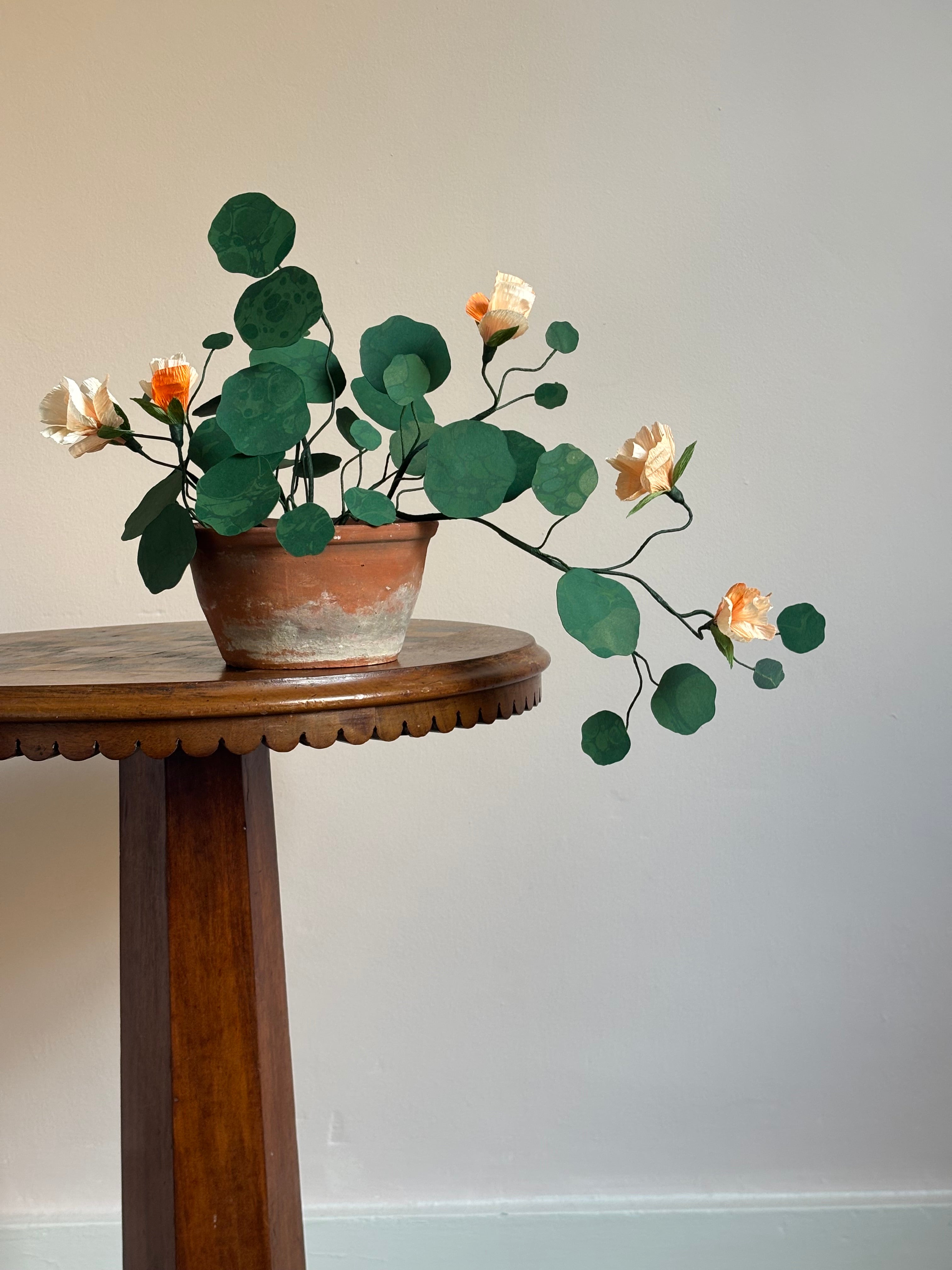 Nasturtium, trailing